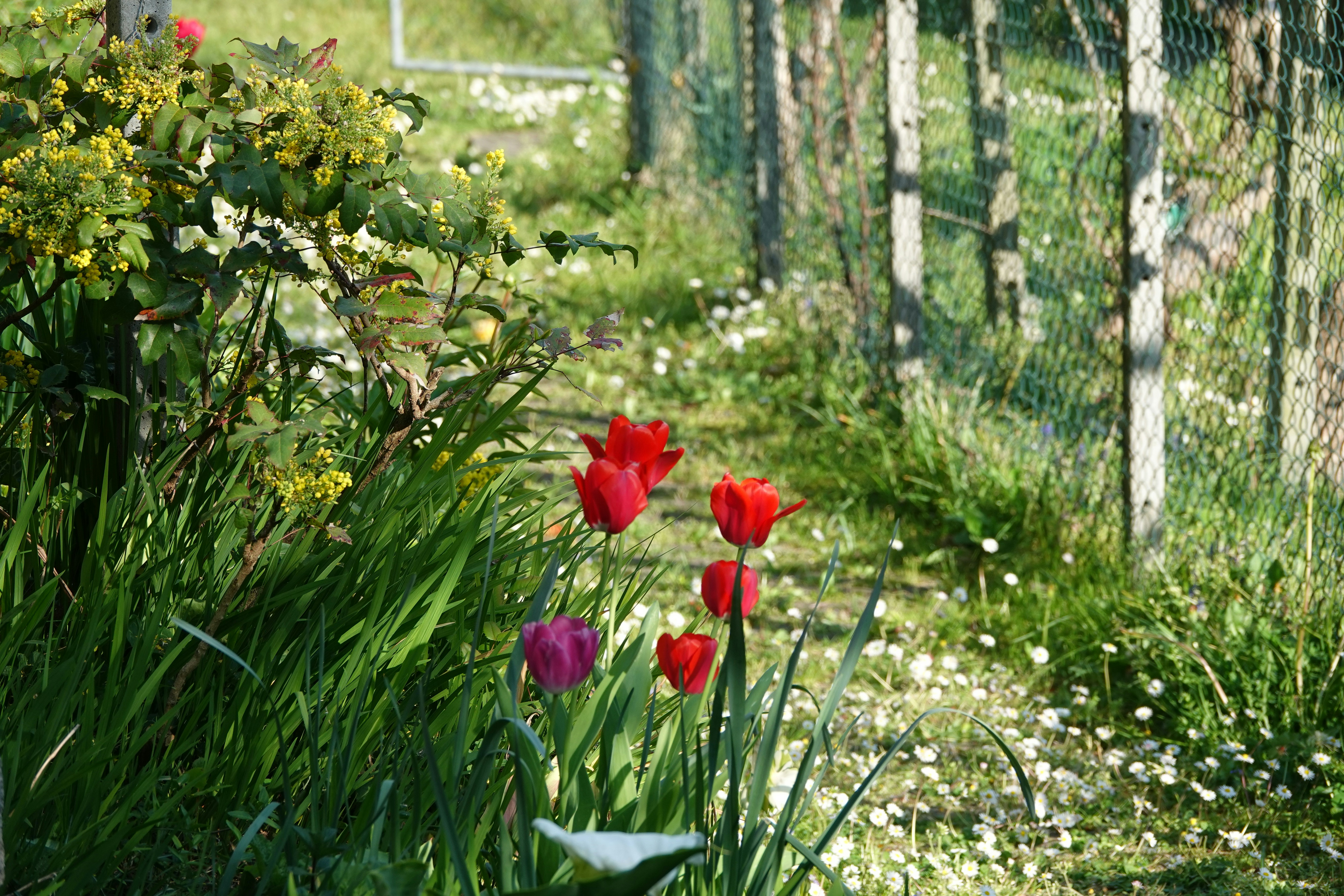Red tulips bloom in a lush, green garden.