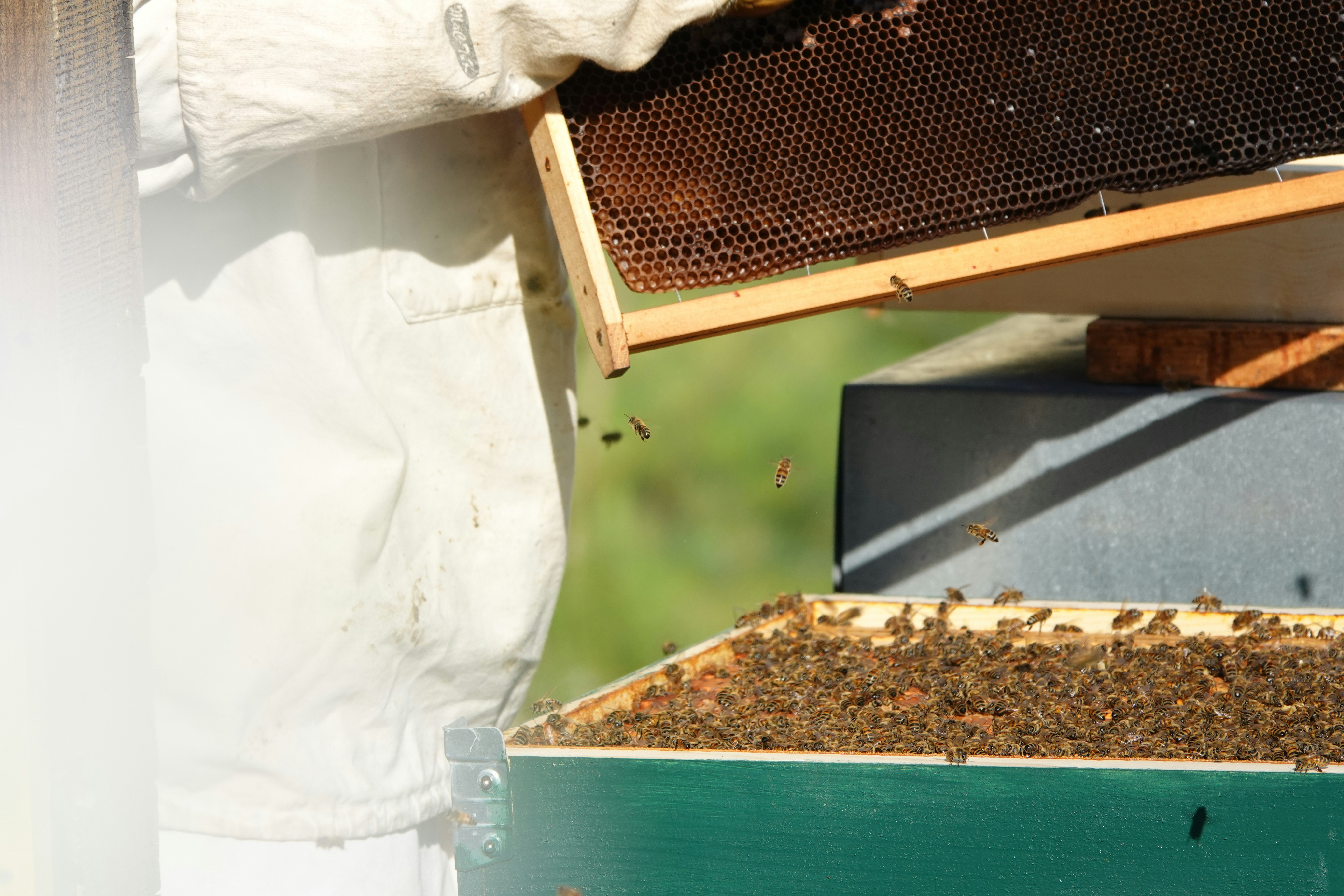 A beekeeper inspects a honeycomb frame.