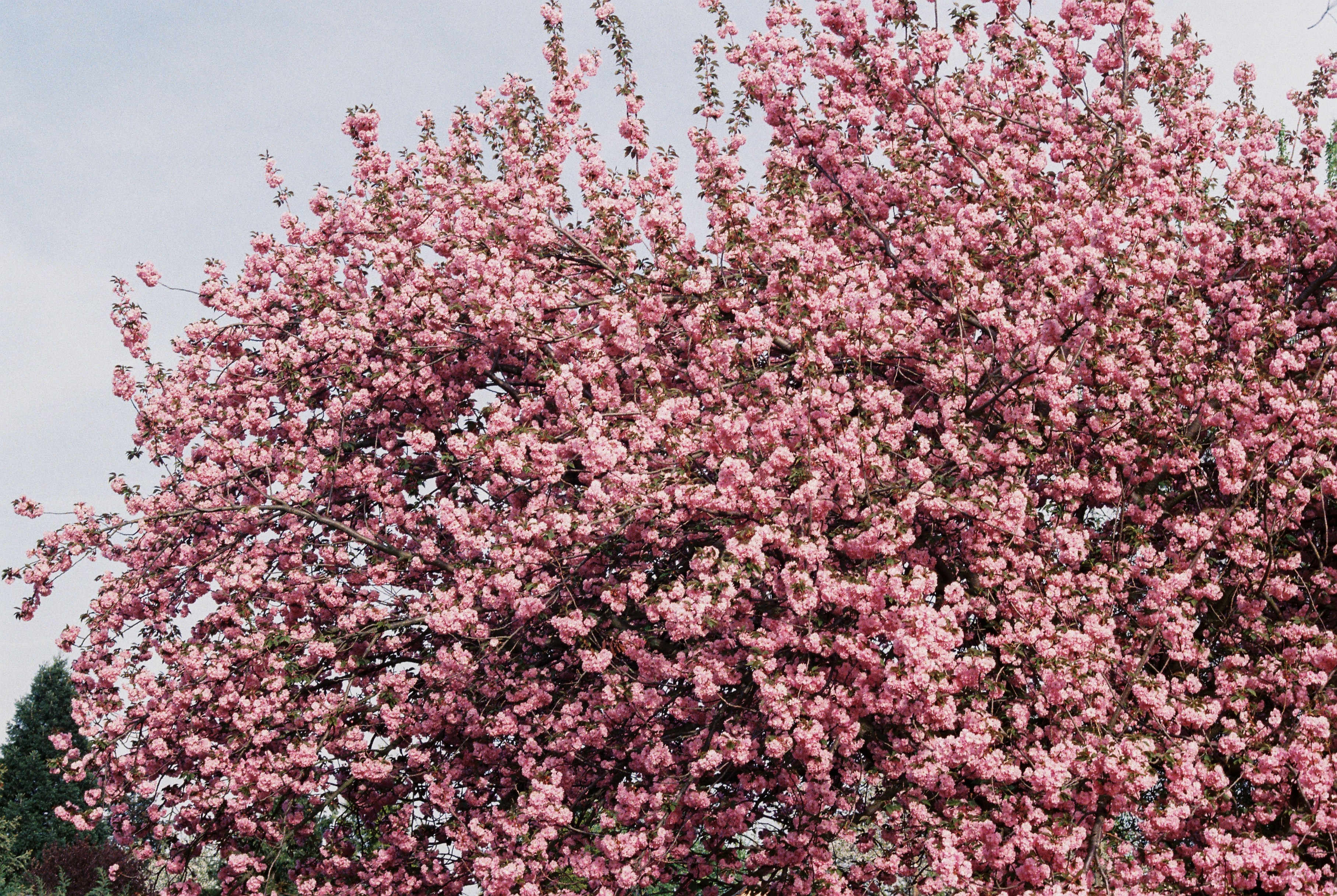 Photo by luca_severin