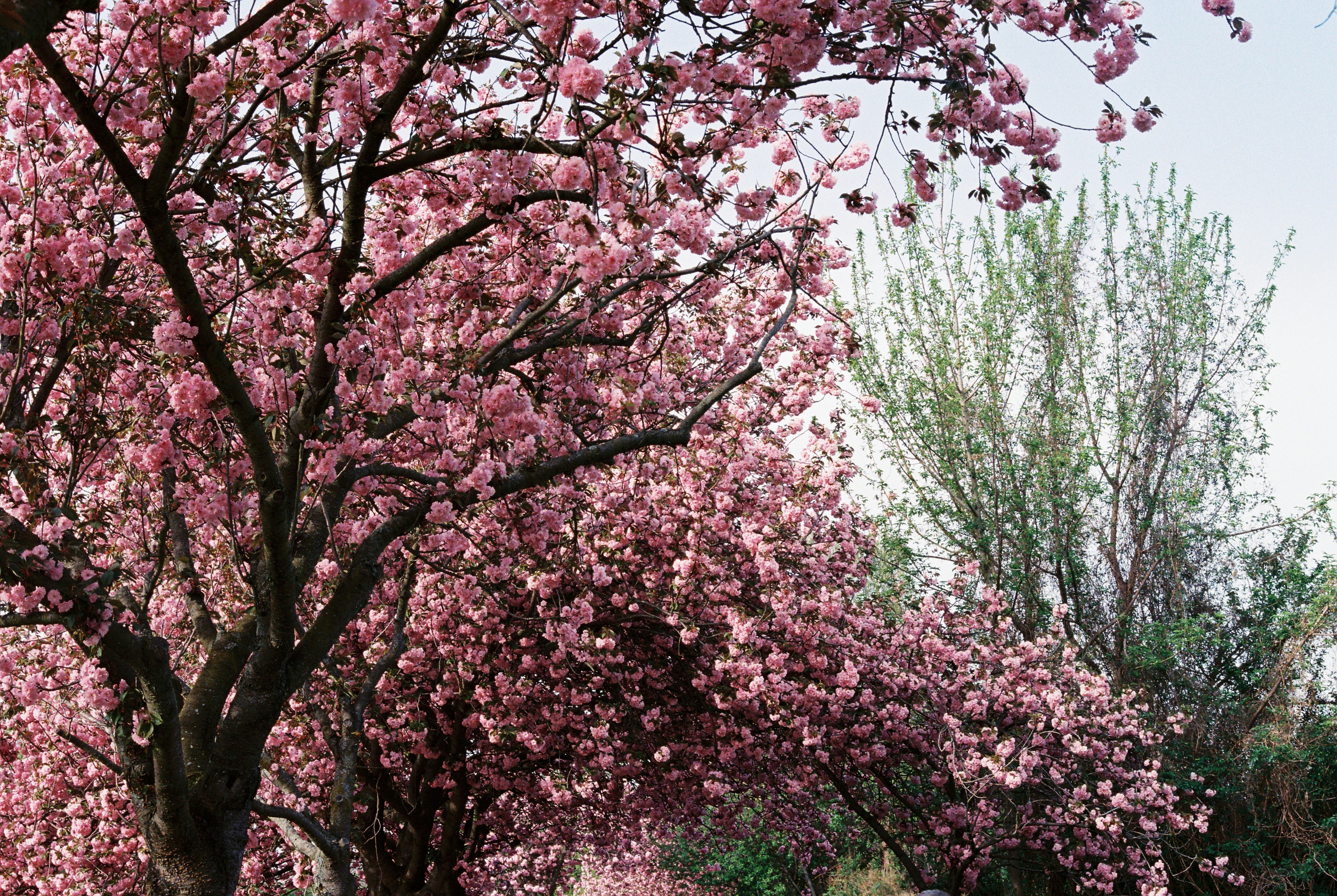 Photo by luca_severin