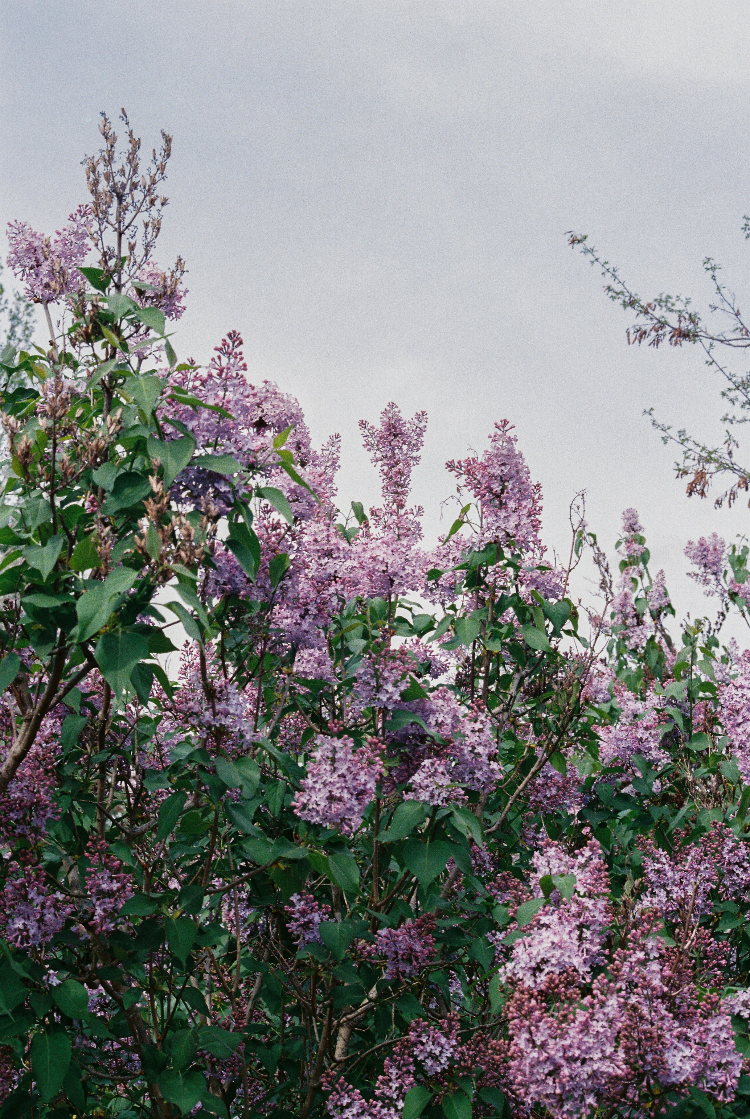 Photo by luca_severin