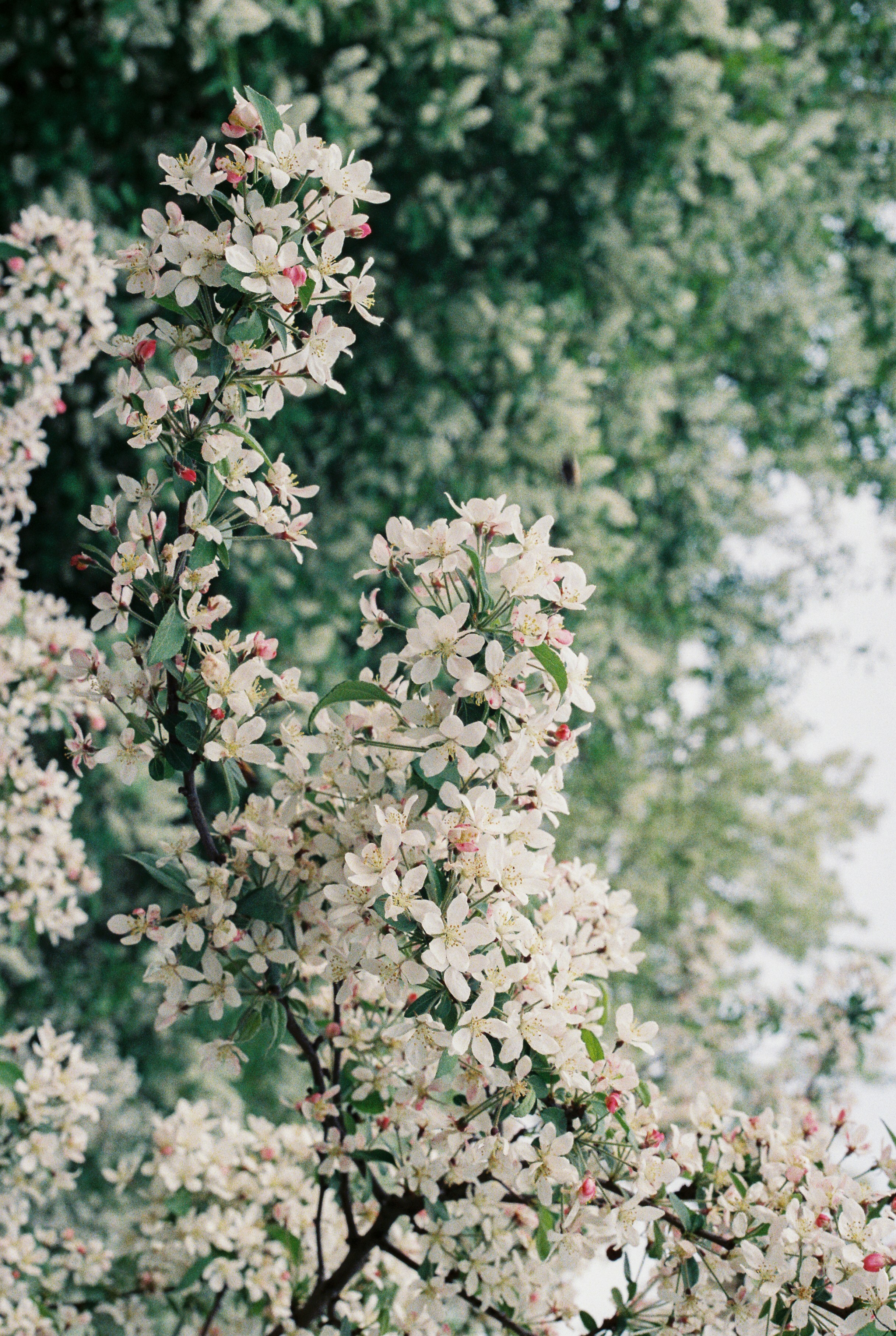 Photo by luca_severin