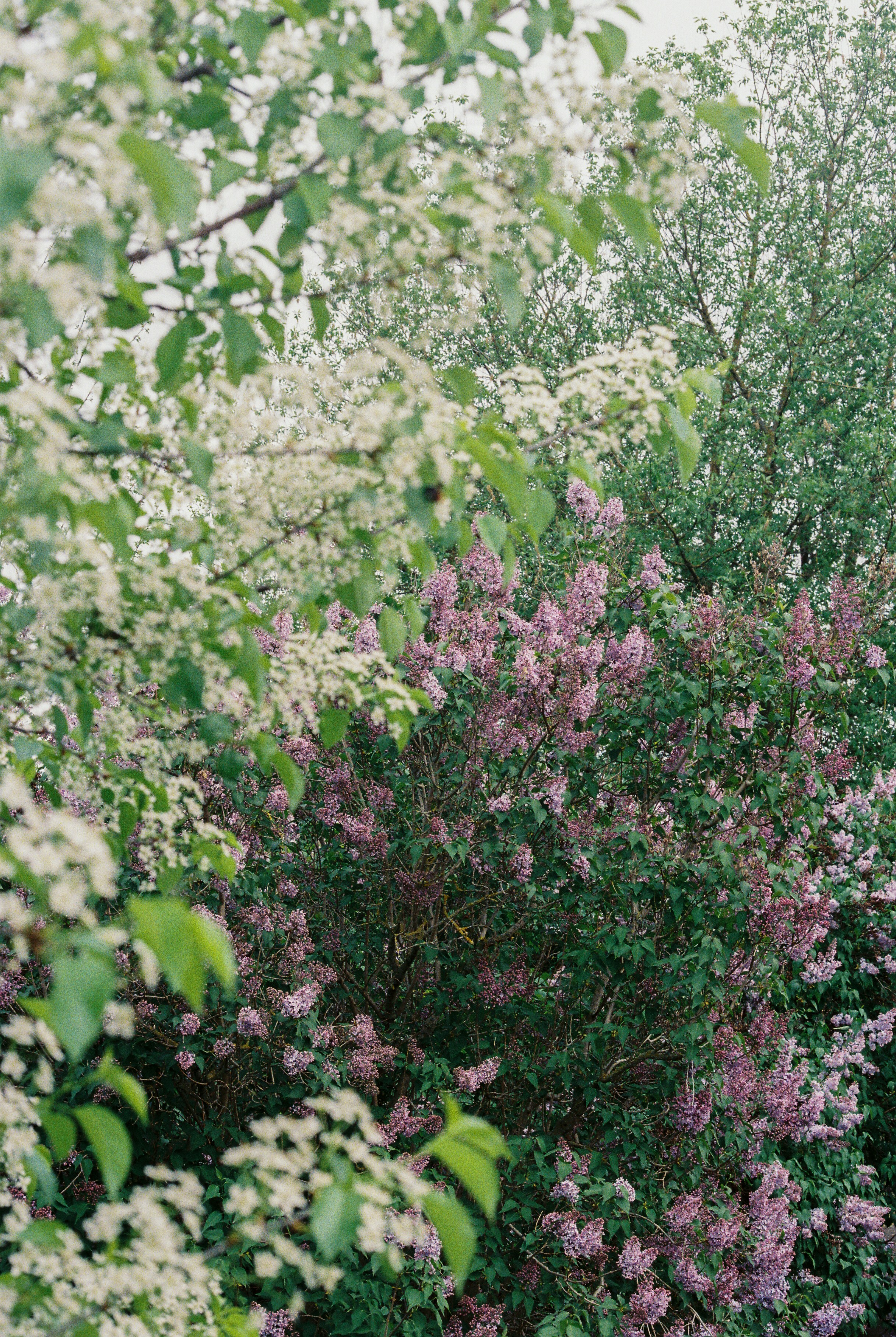 Photo by luca_severin