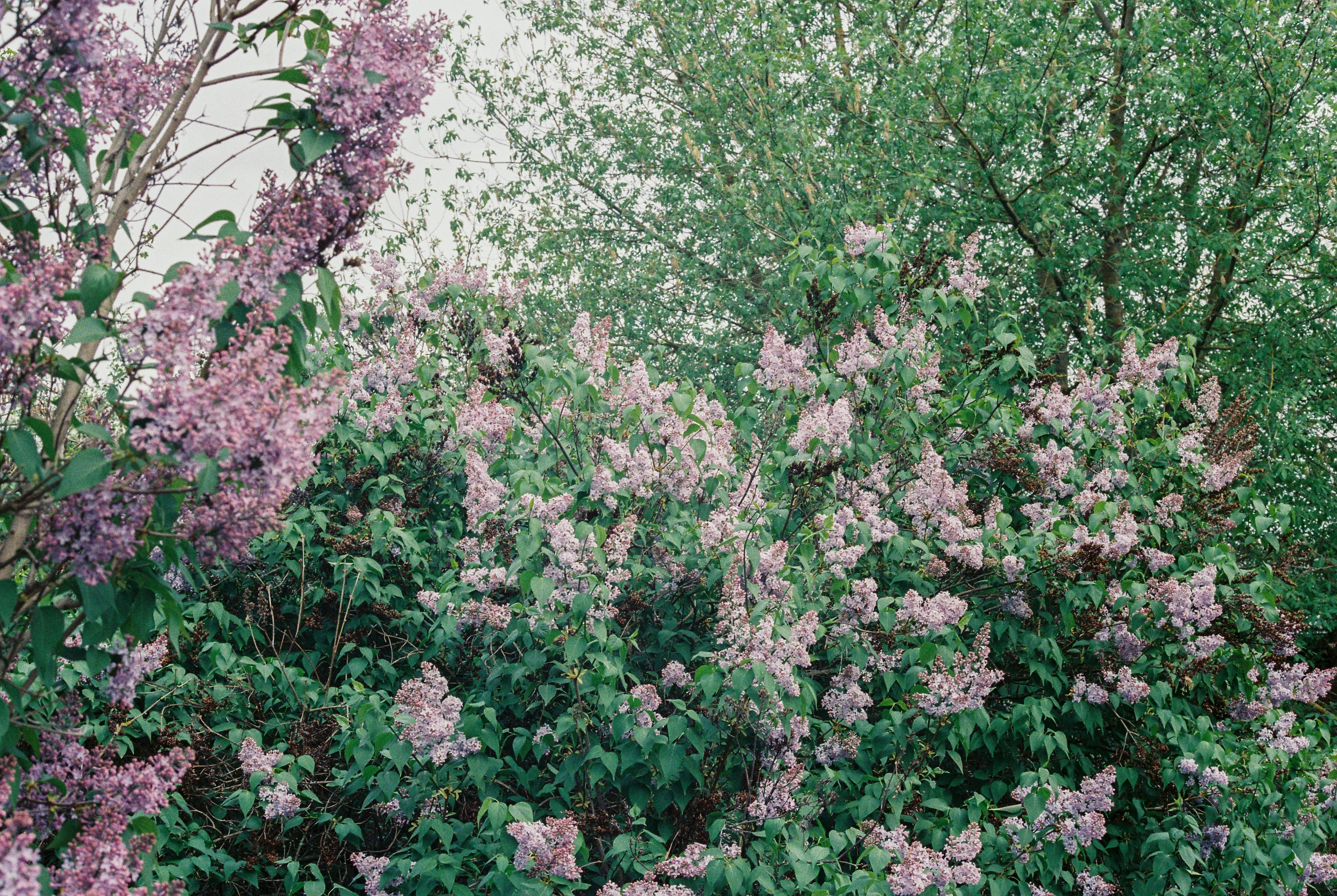 Photo by luca_severin