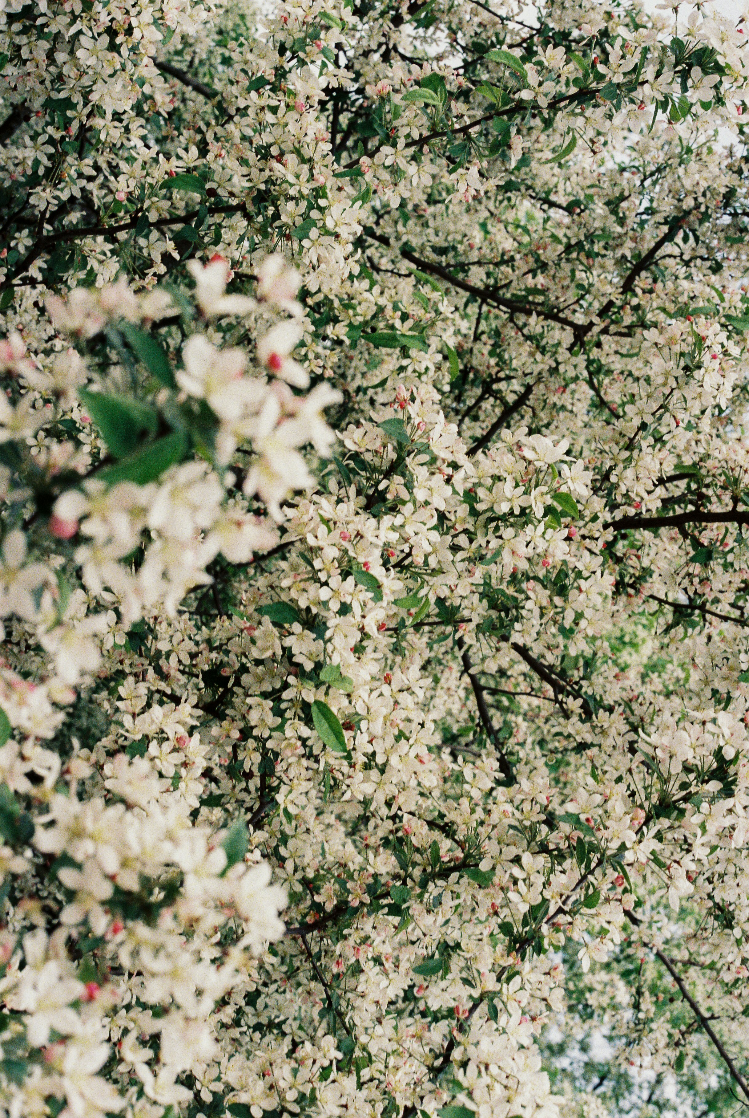 Photo by luca_severin