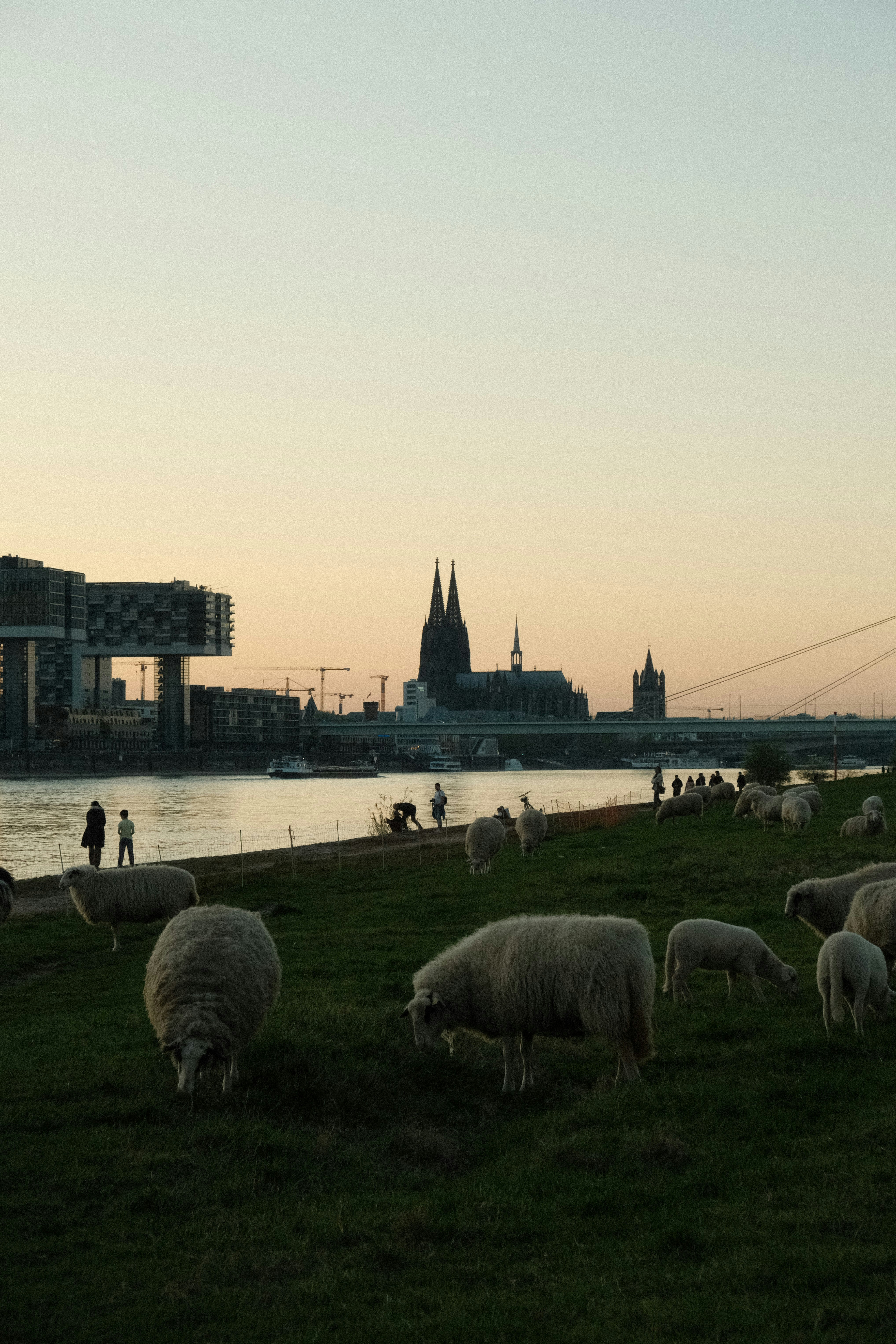 Sheep graze with a city skyline in the background.