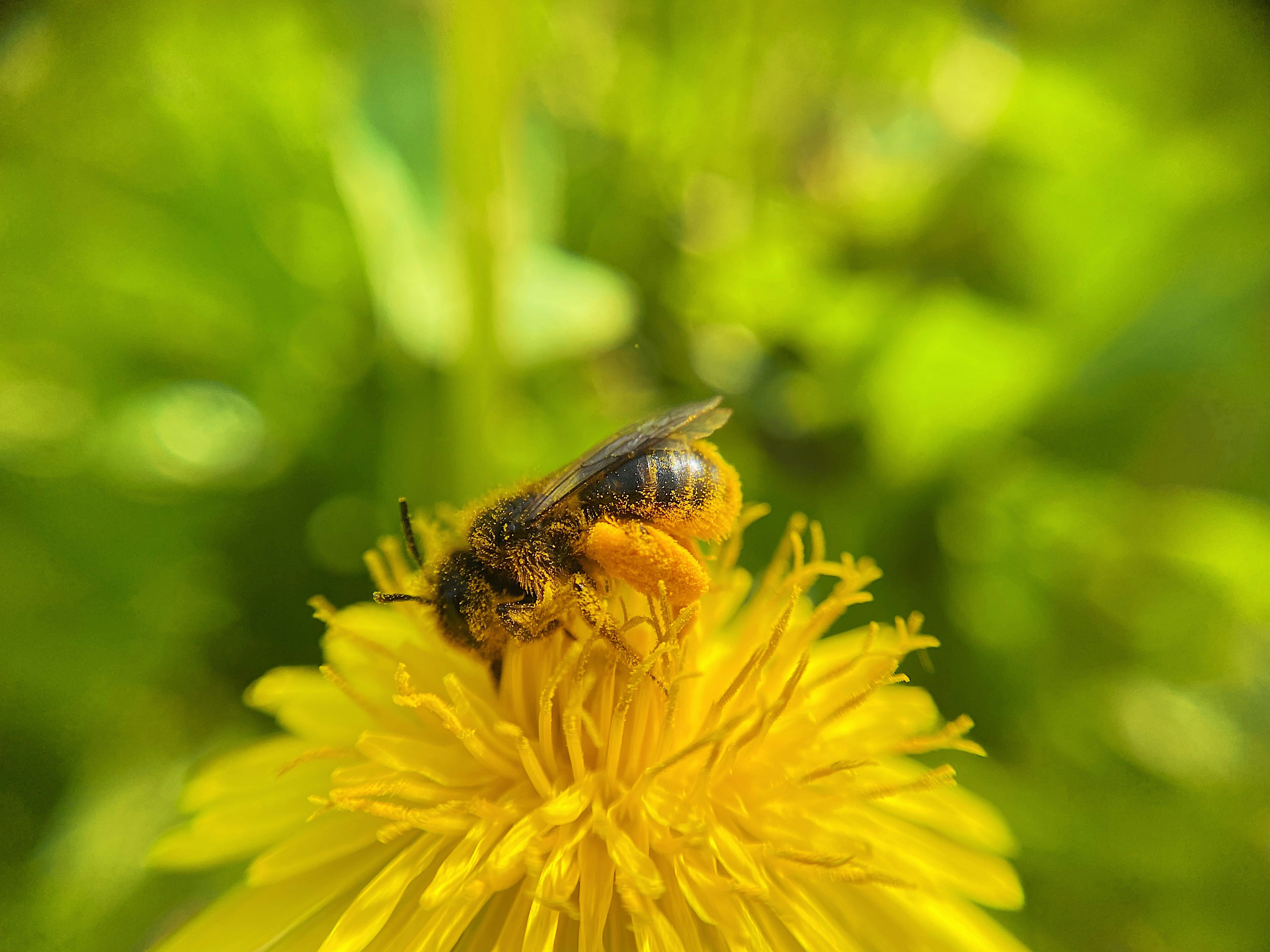A bee is collecting pollen from a dandelion.