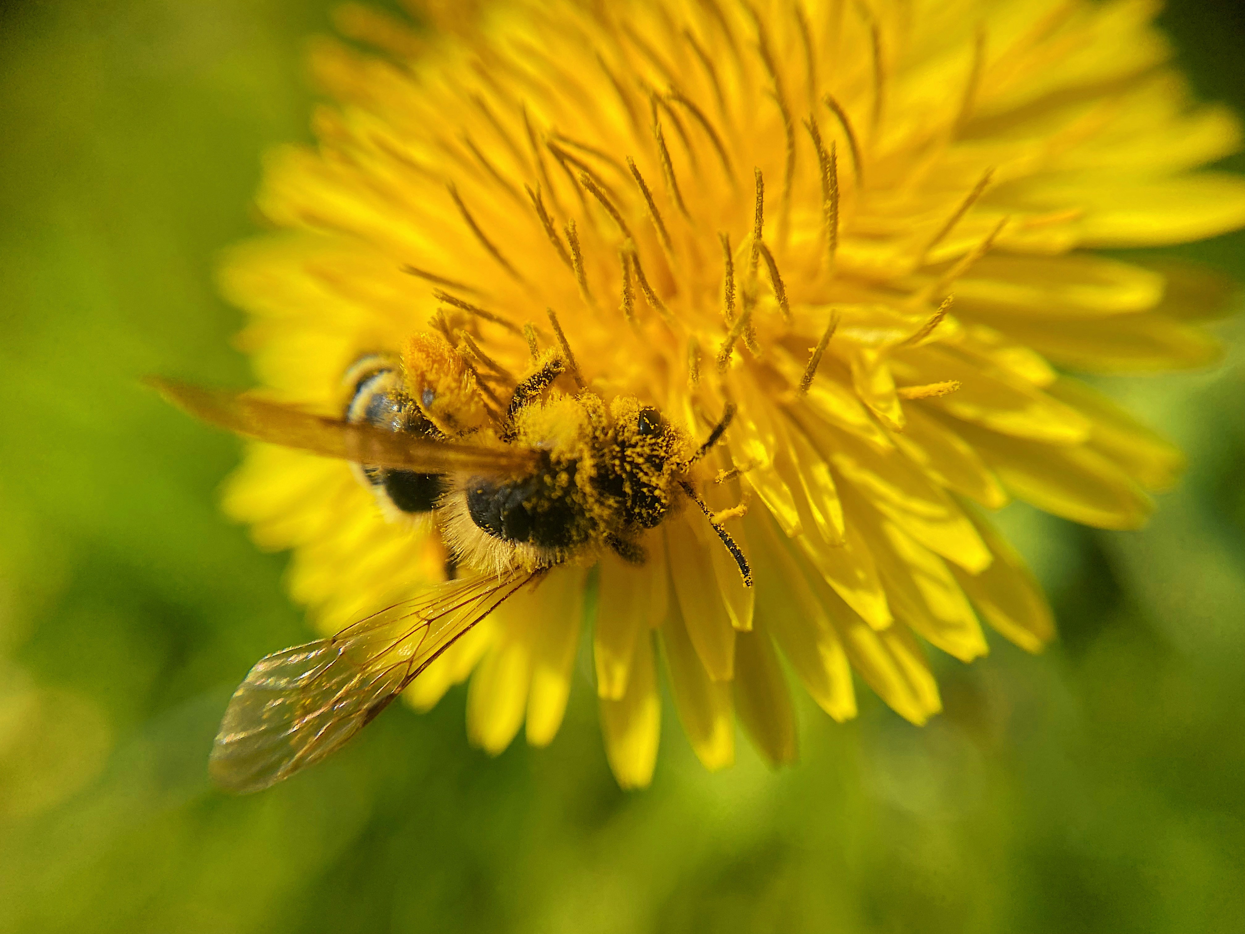 A bee is collecting pollen from a dandelion.