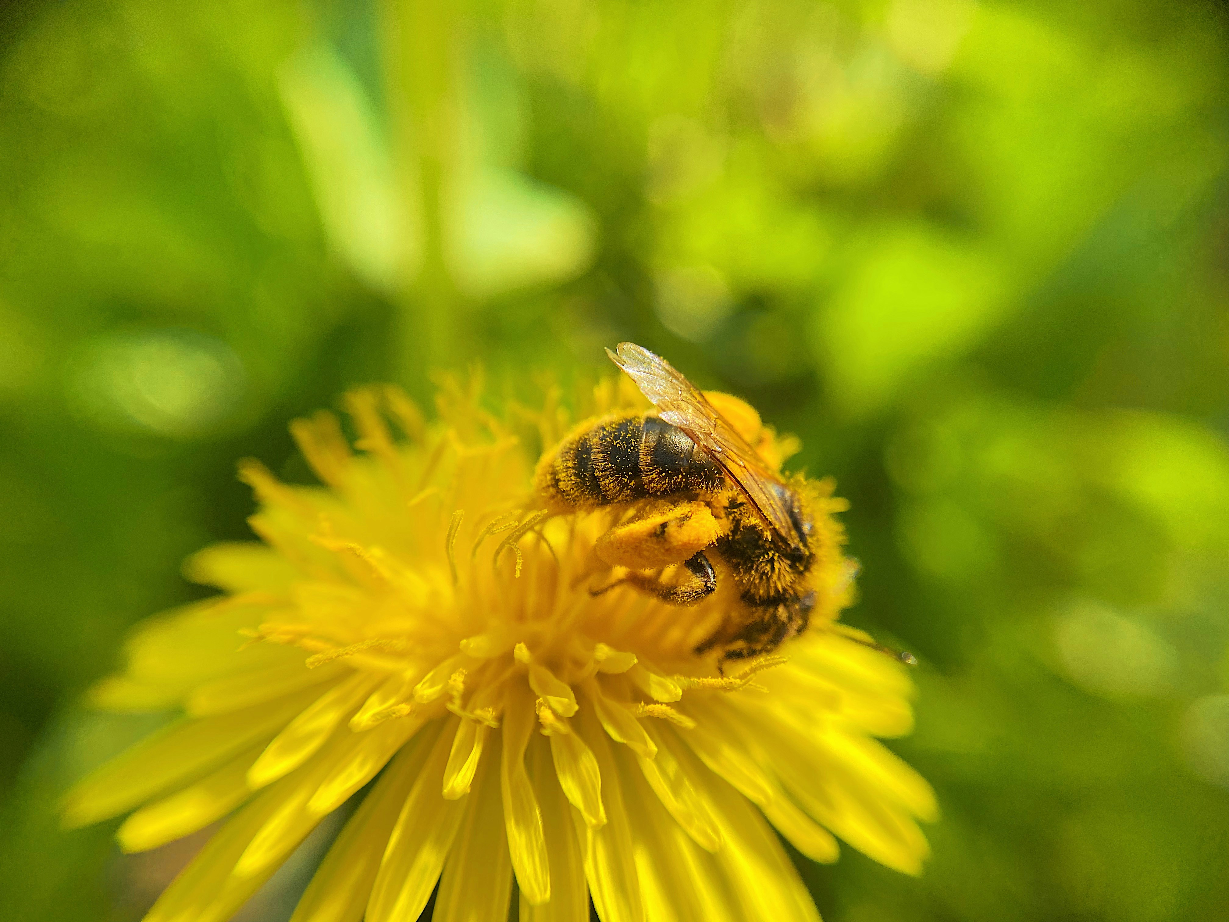 A bee pollinates a bright yellow dandelion.