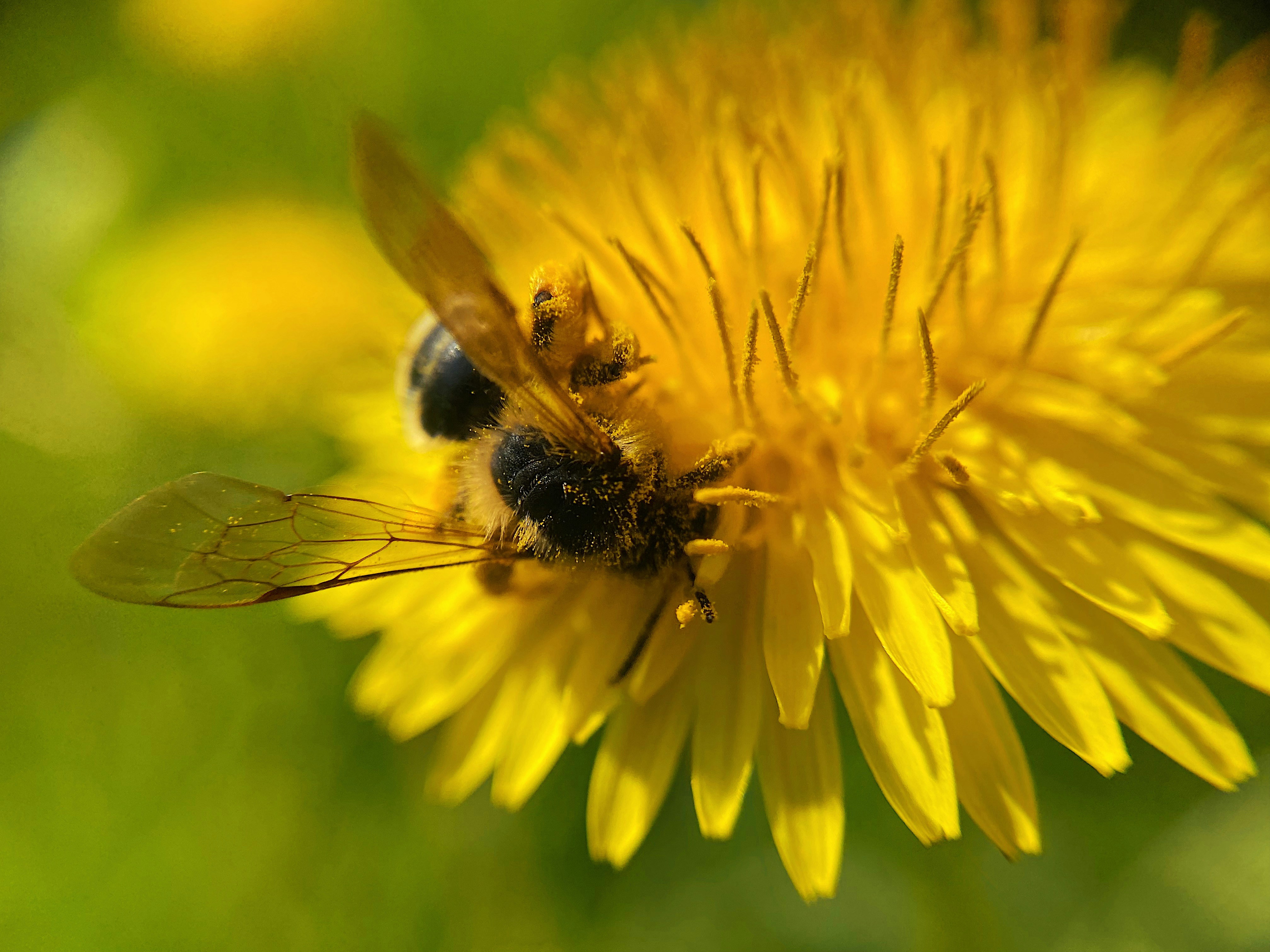 A bee collects pollen from a bright yellow flower.