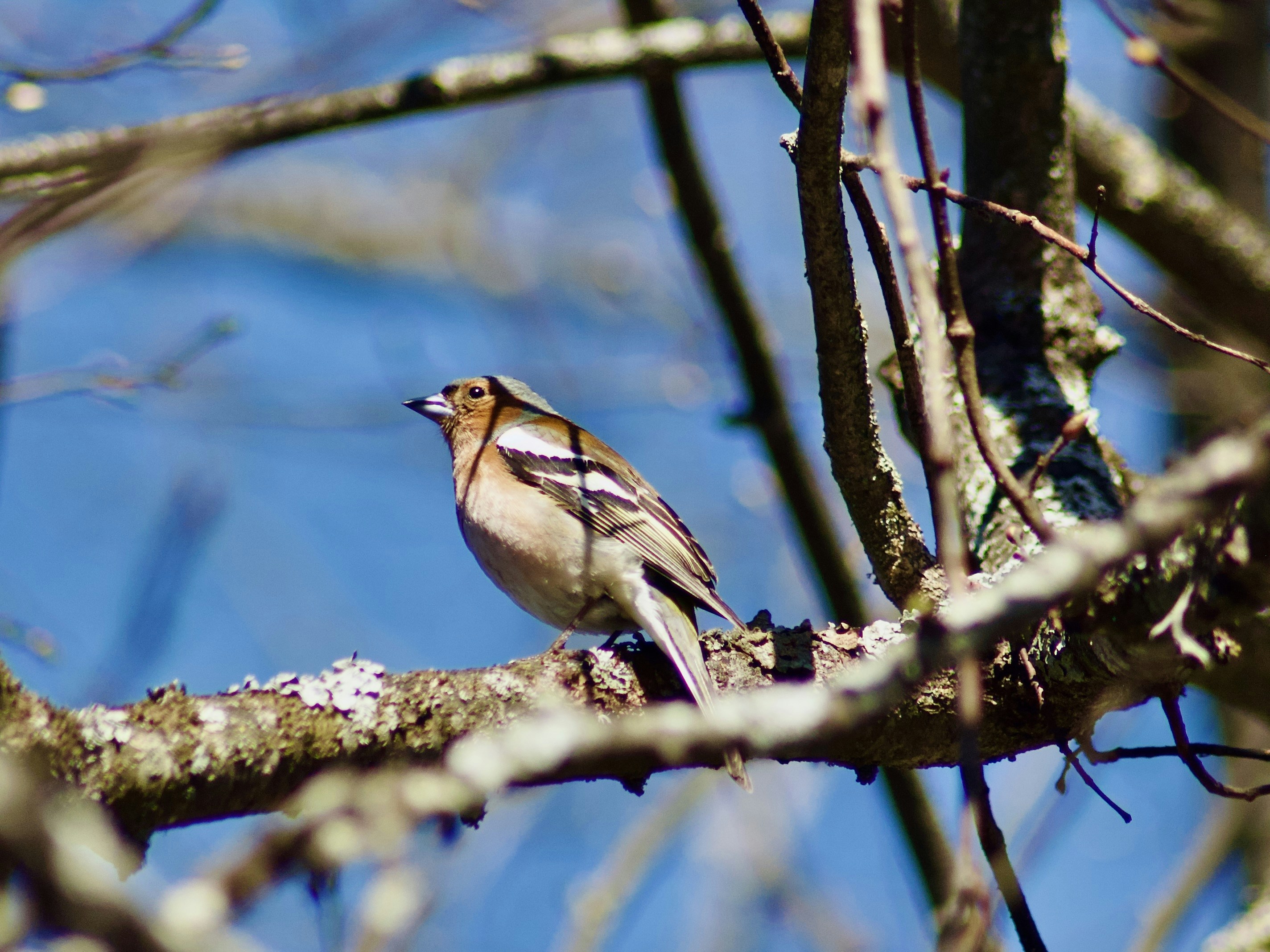 Un pájaro se posa en la rama de un árbol.