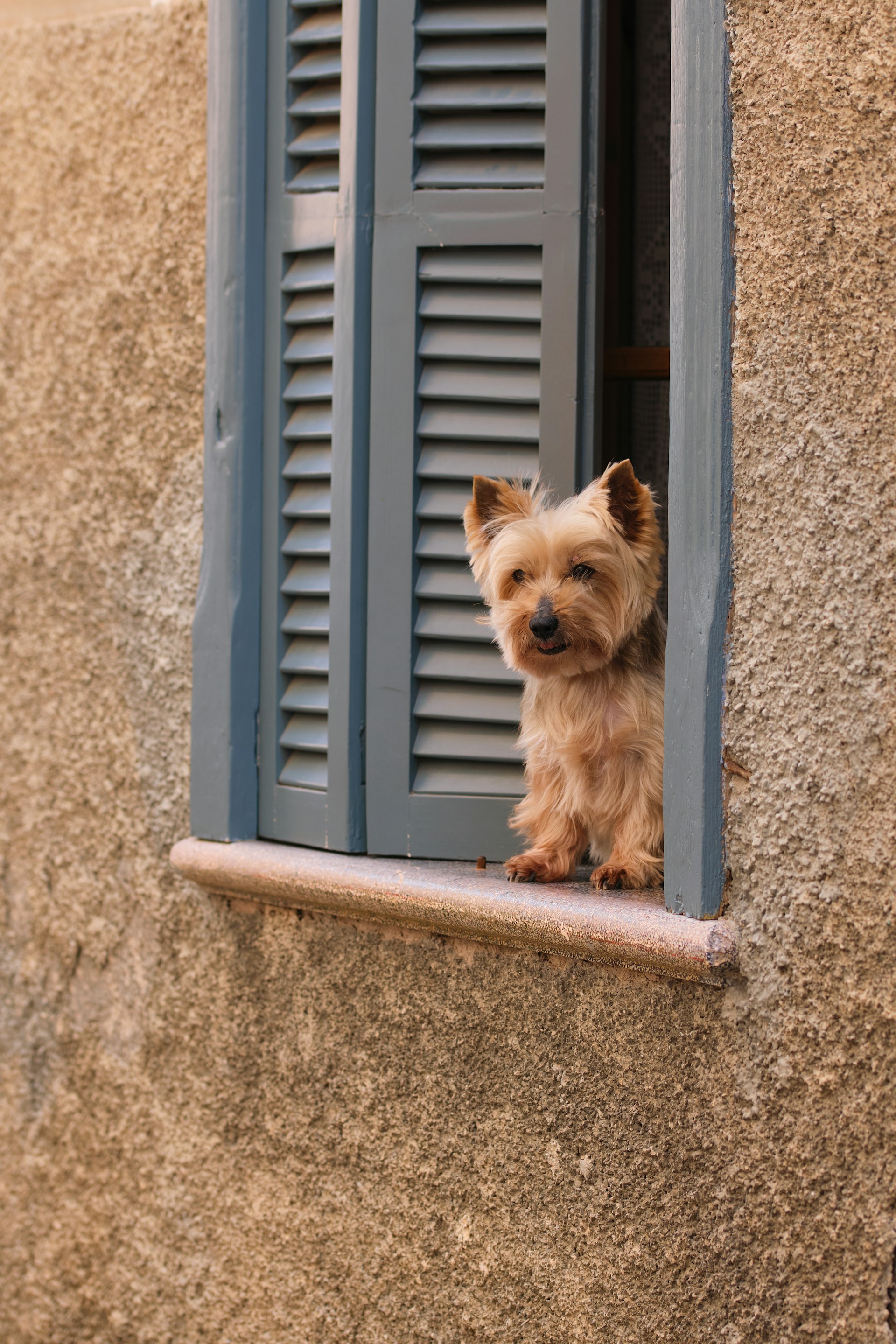 A yorkshire terrier peeks from a window.
