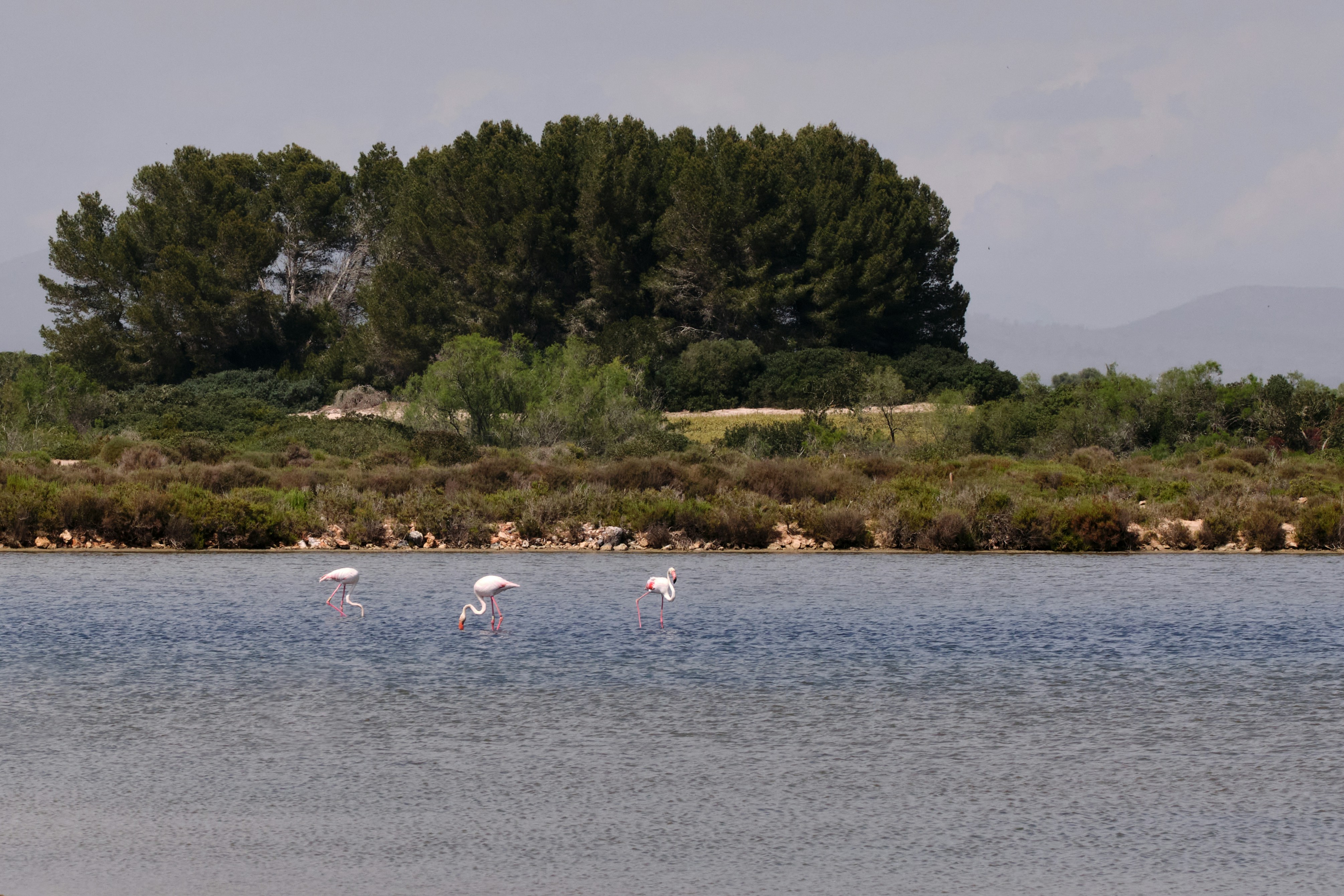Flamingos wading in a calm lake near lush vegetation.