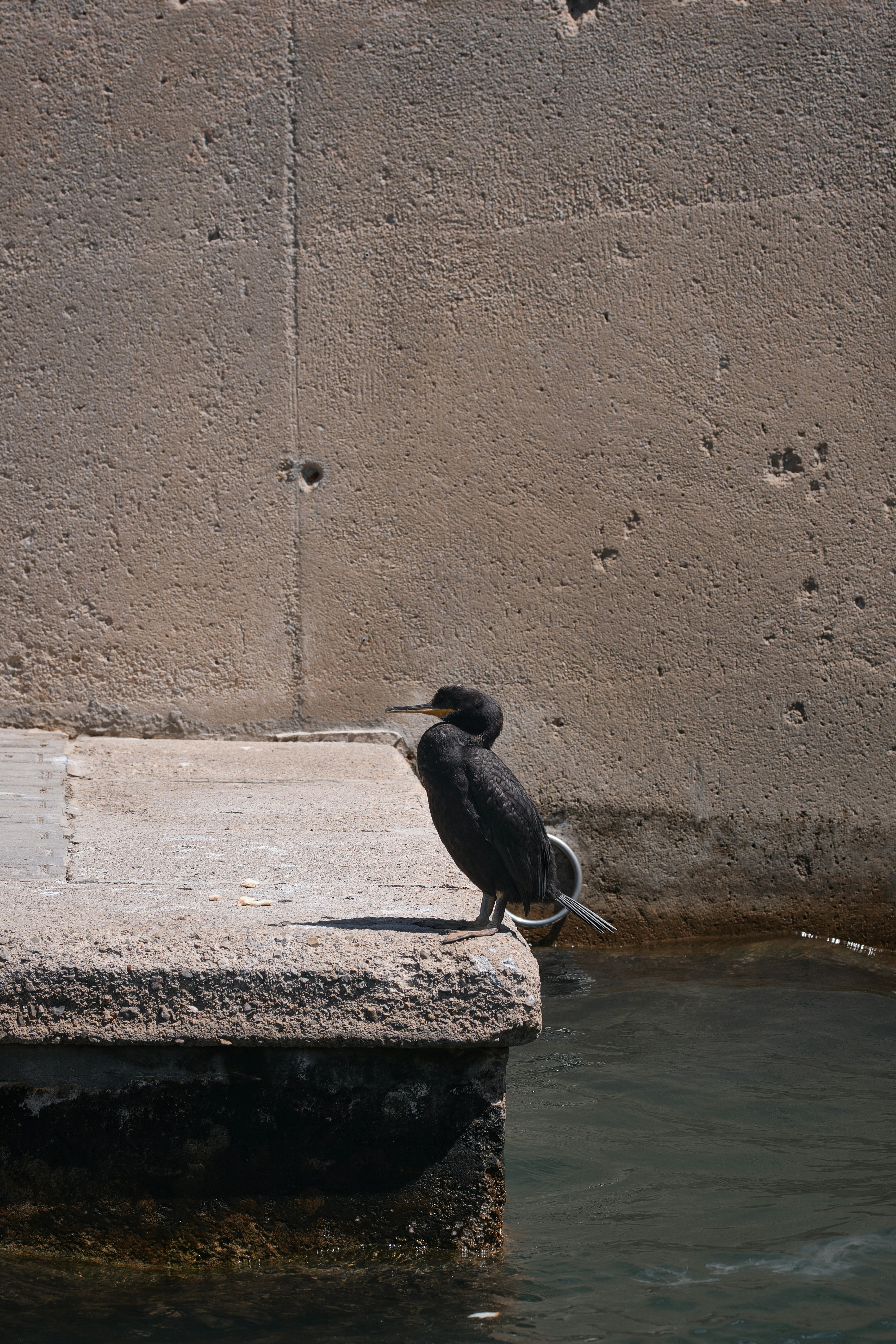A cormorant perches by the water's edge.