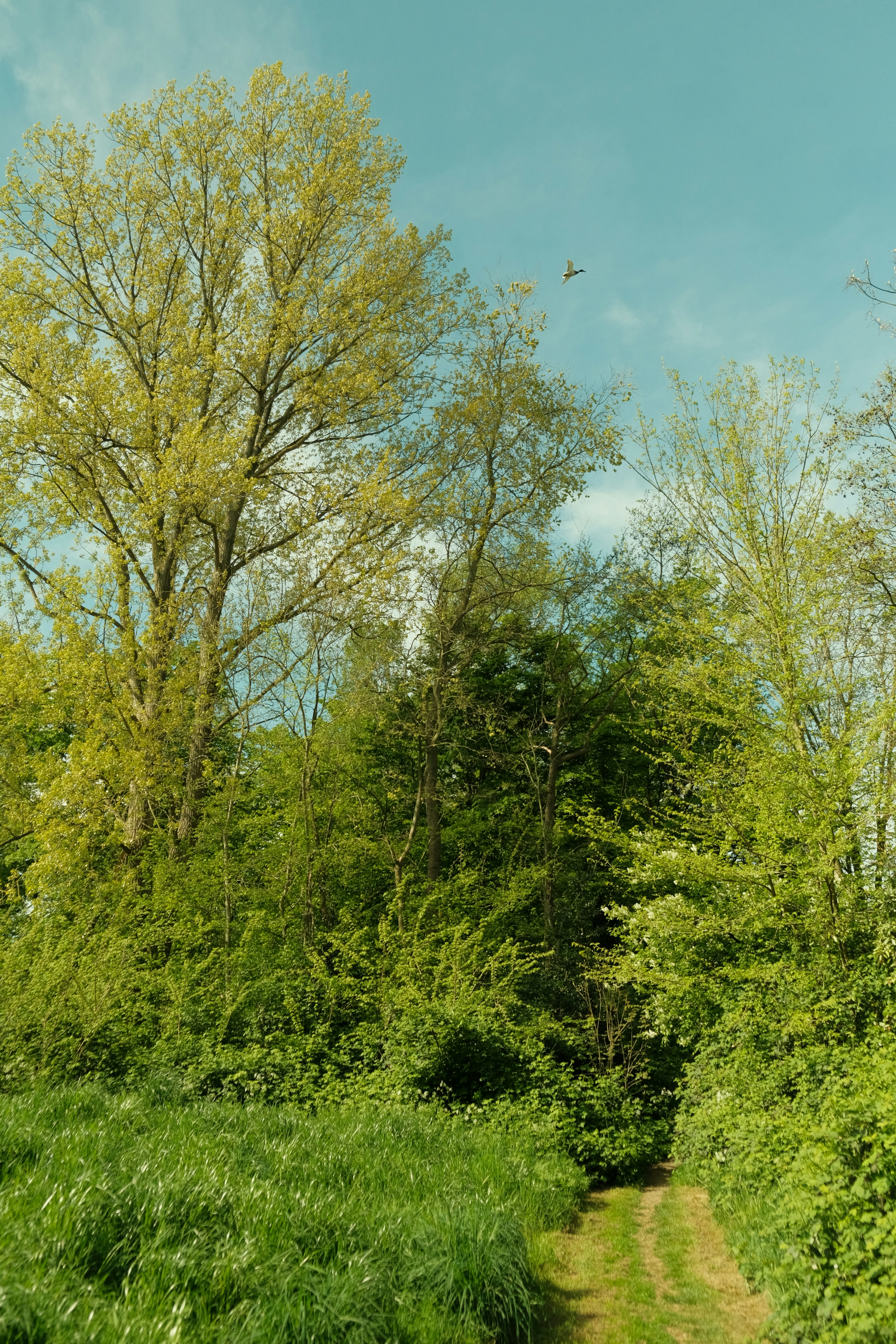 Photo by kyantijhuis