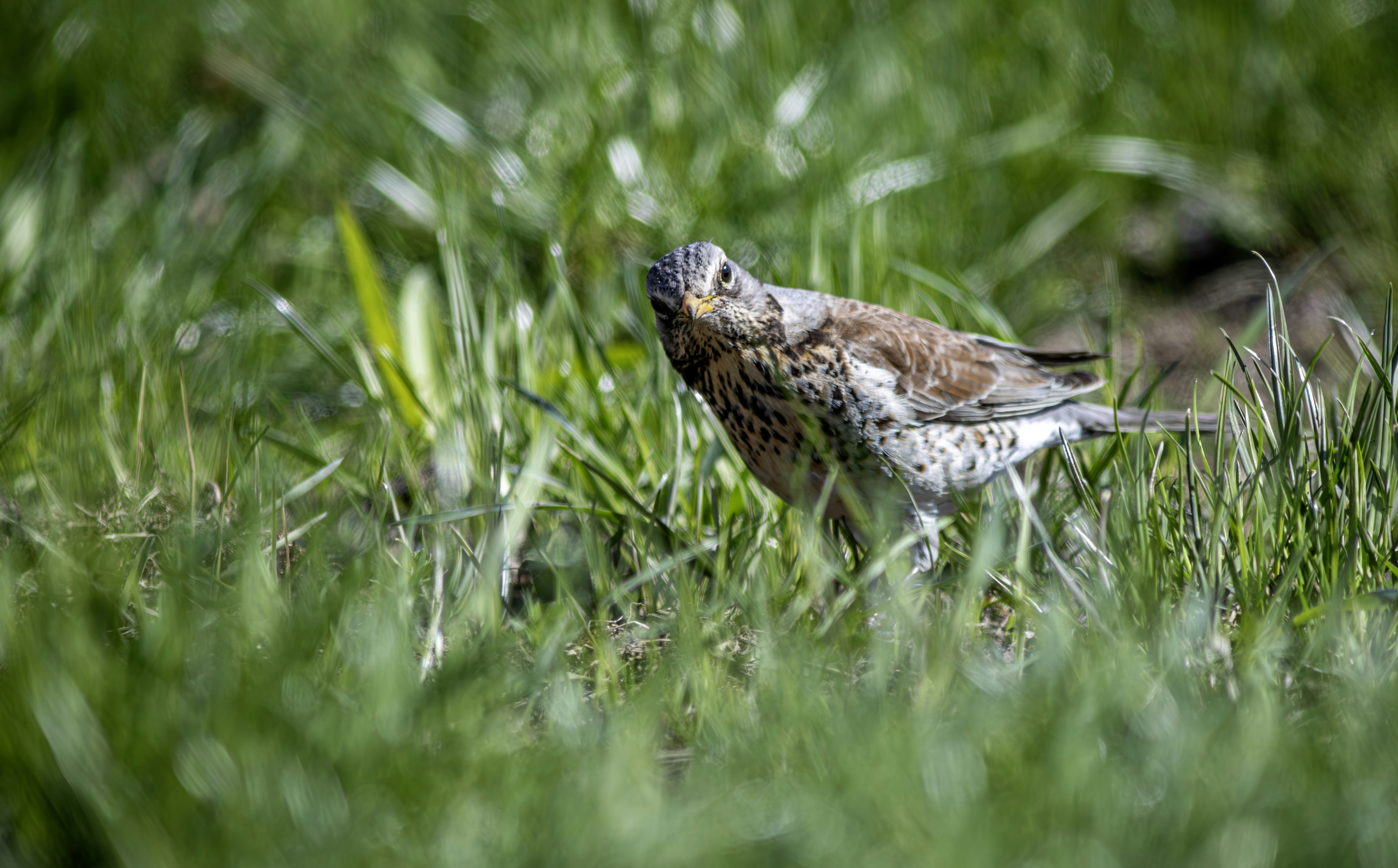 Photo by erik_karits