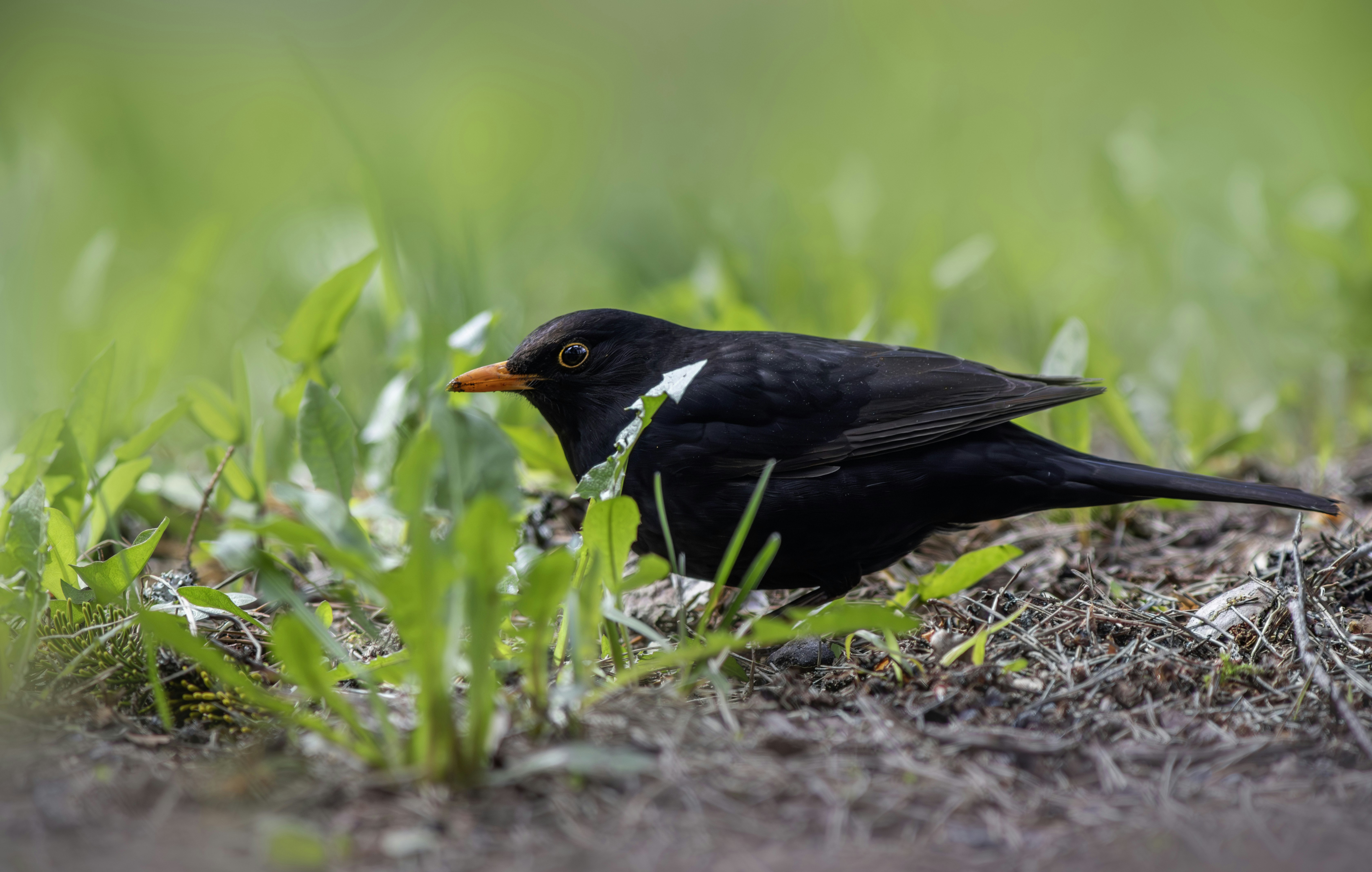 Photo by erik_karits