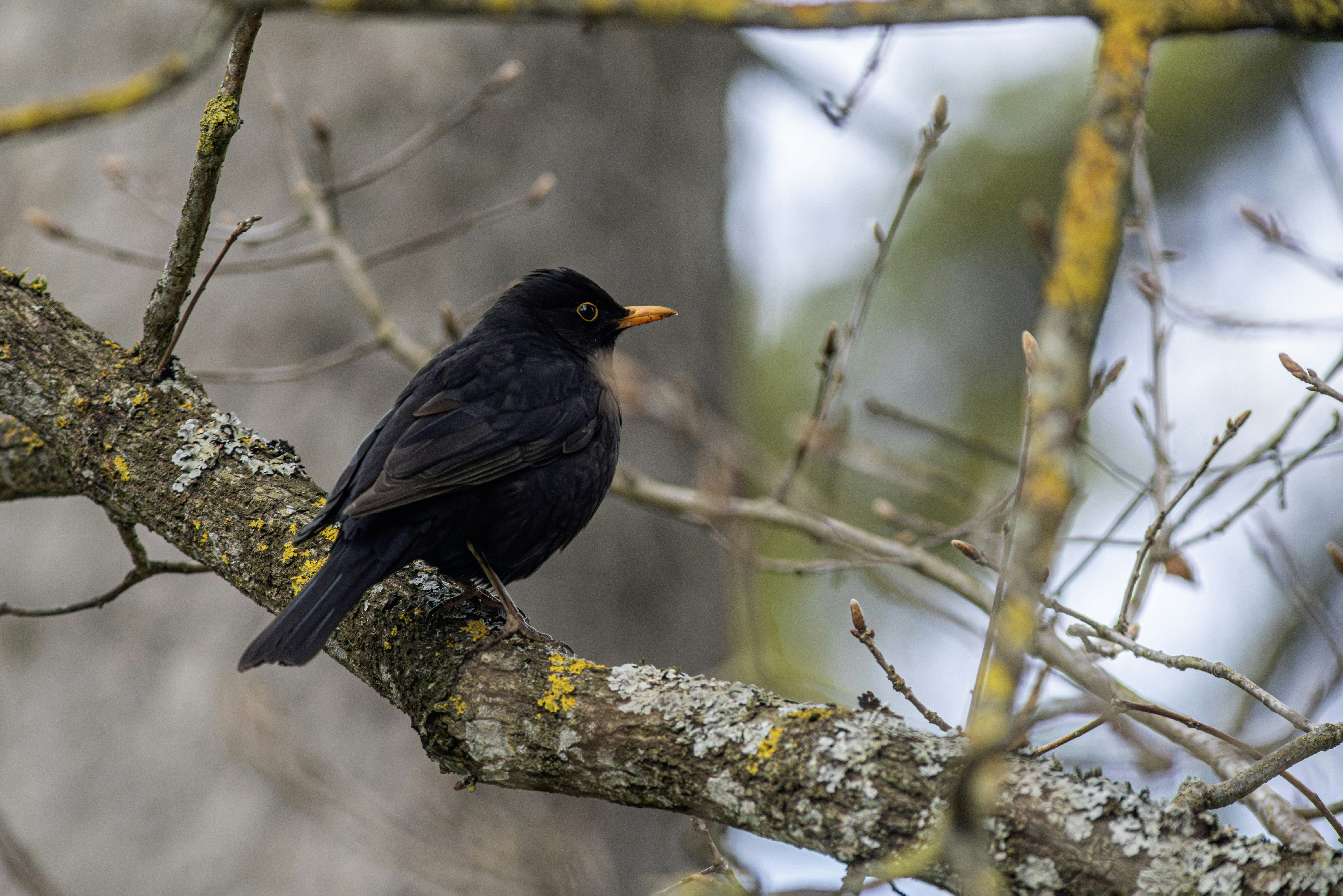 Photo by erik_karits