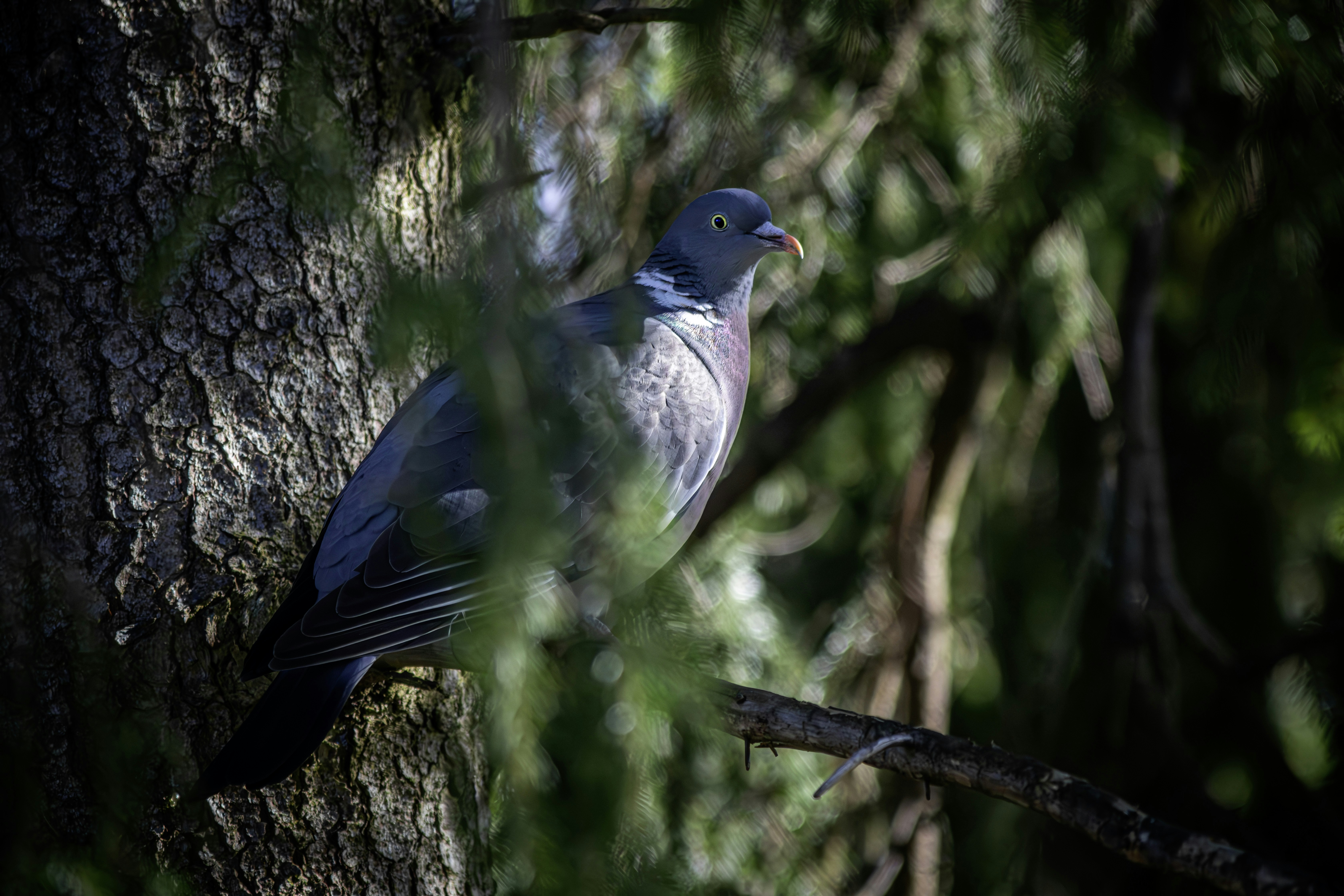 Photo by erik_karits