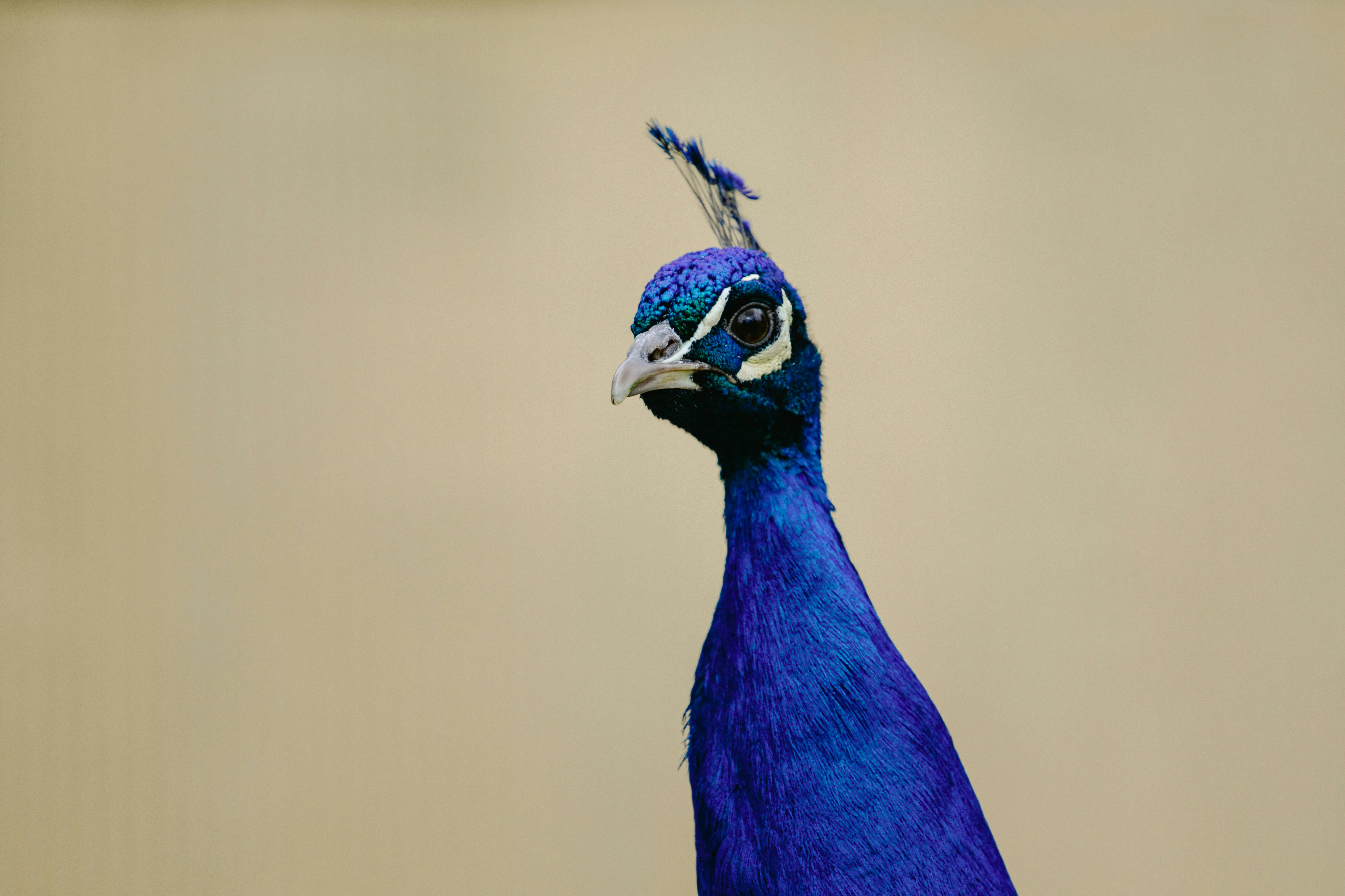 A peacock looks proud and stately.