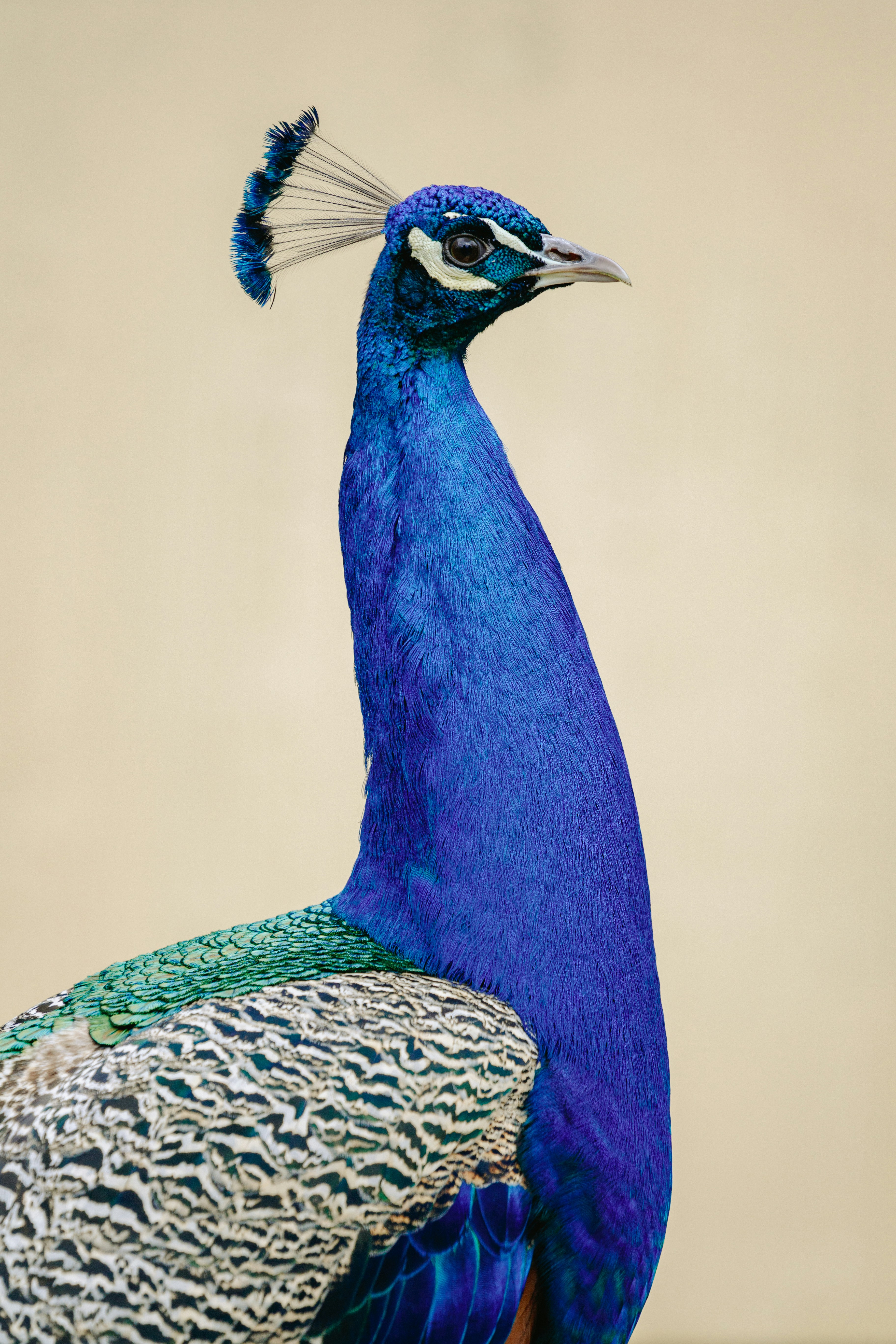 A majestic peacock stands proudly.