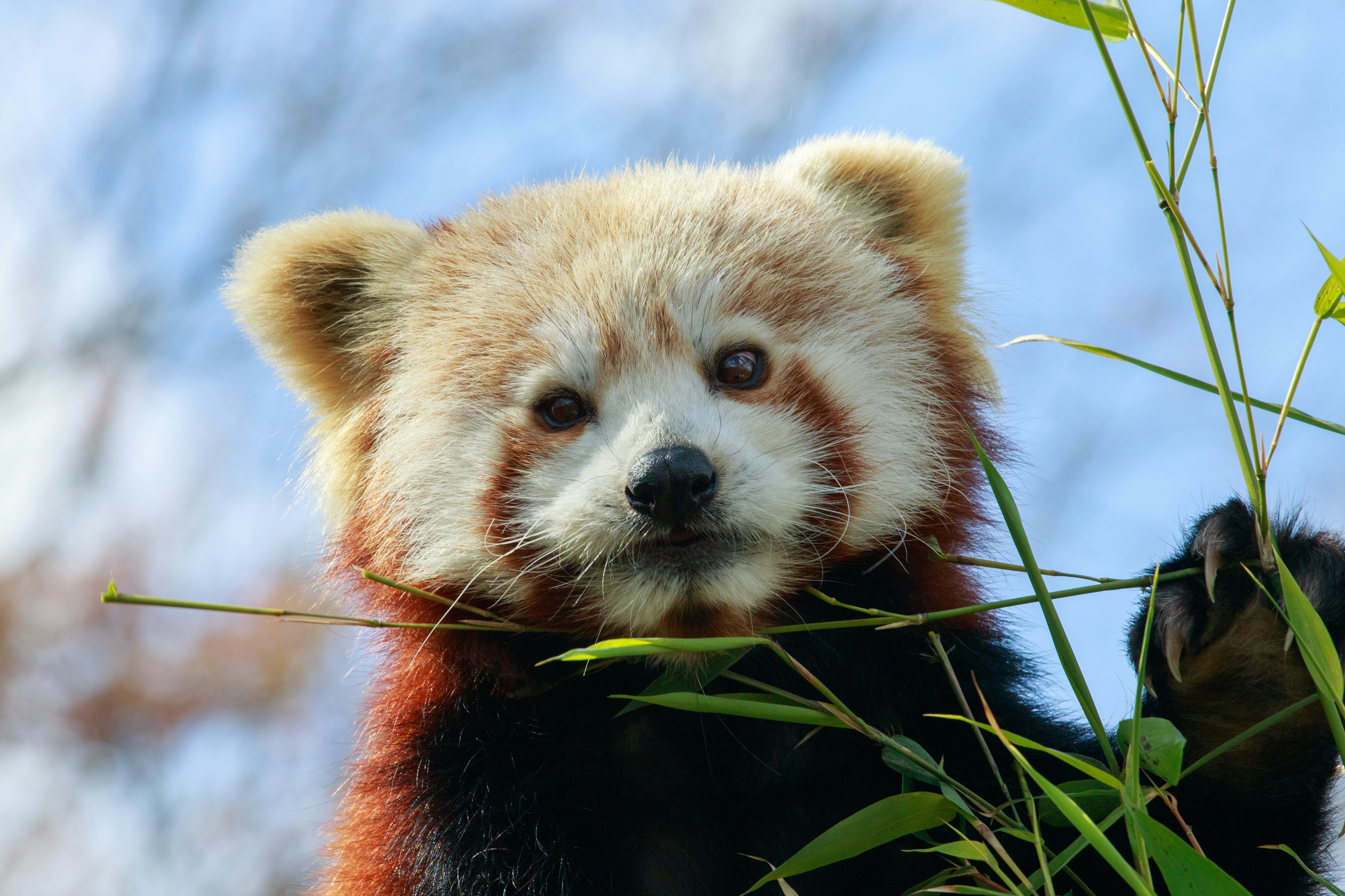 A red panda eats bamboo.