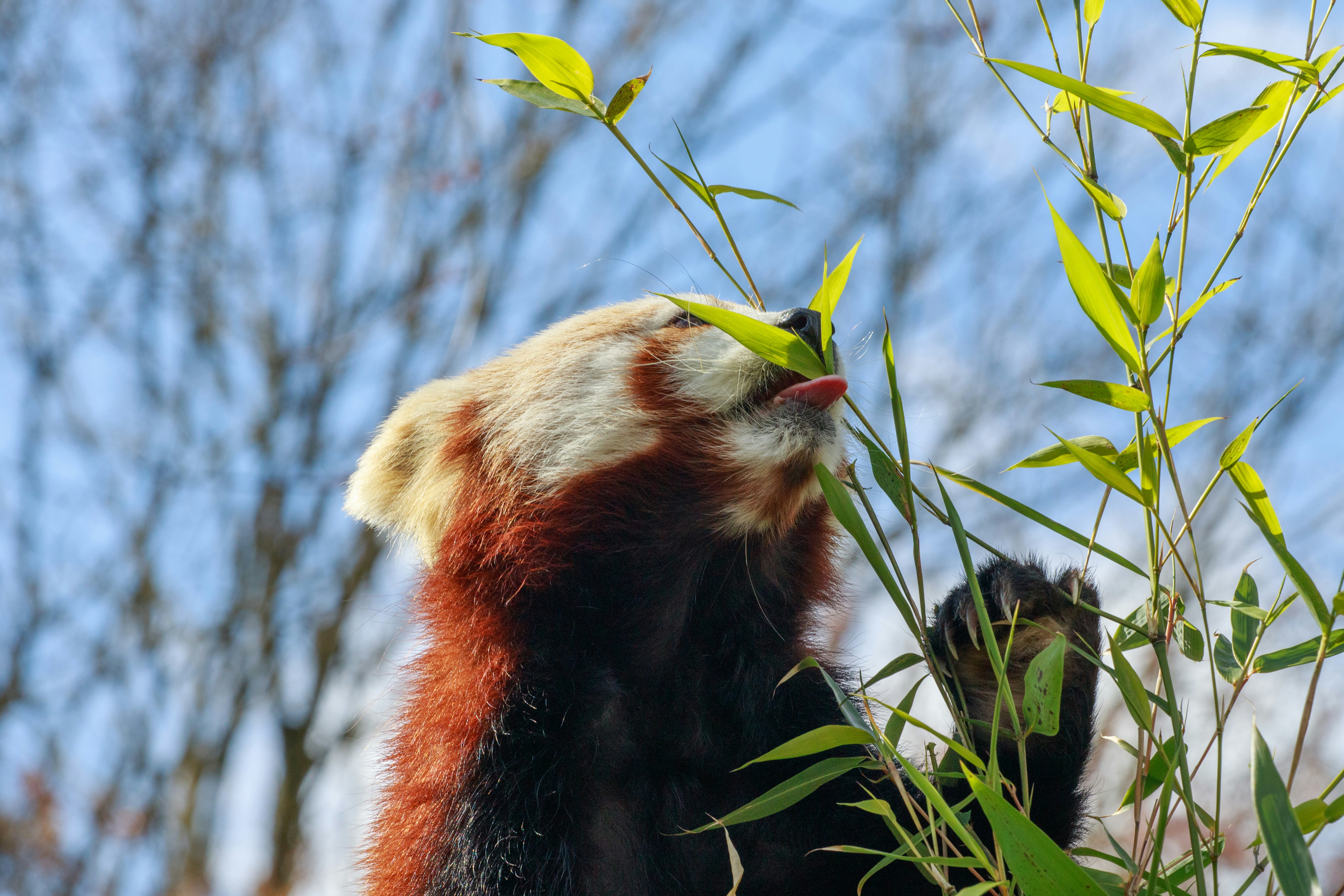 A red panda eats some delicious bamboo leaves.
