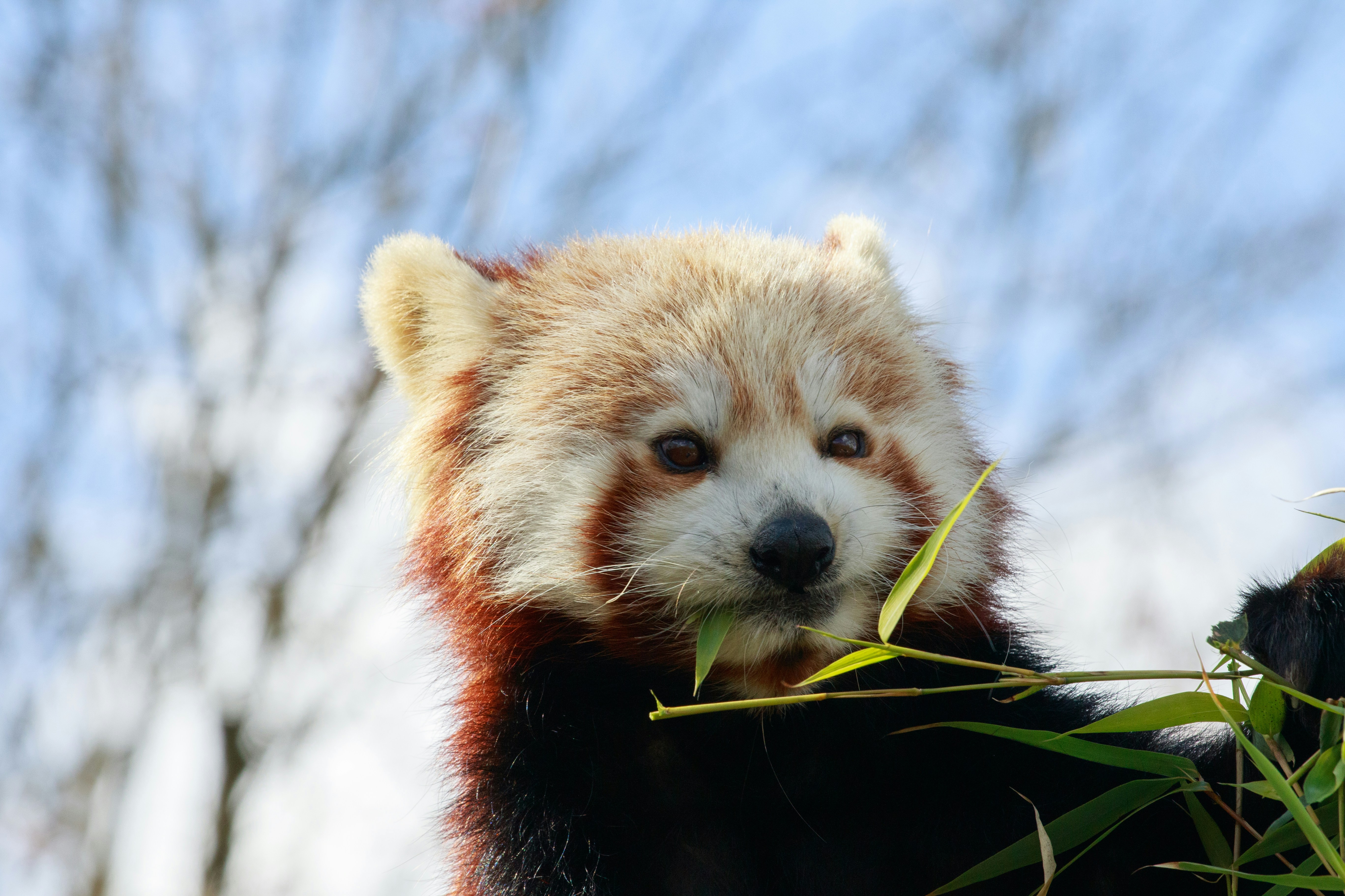 A red panda eats bamboo.