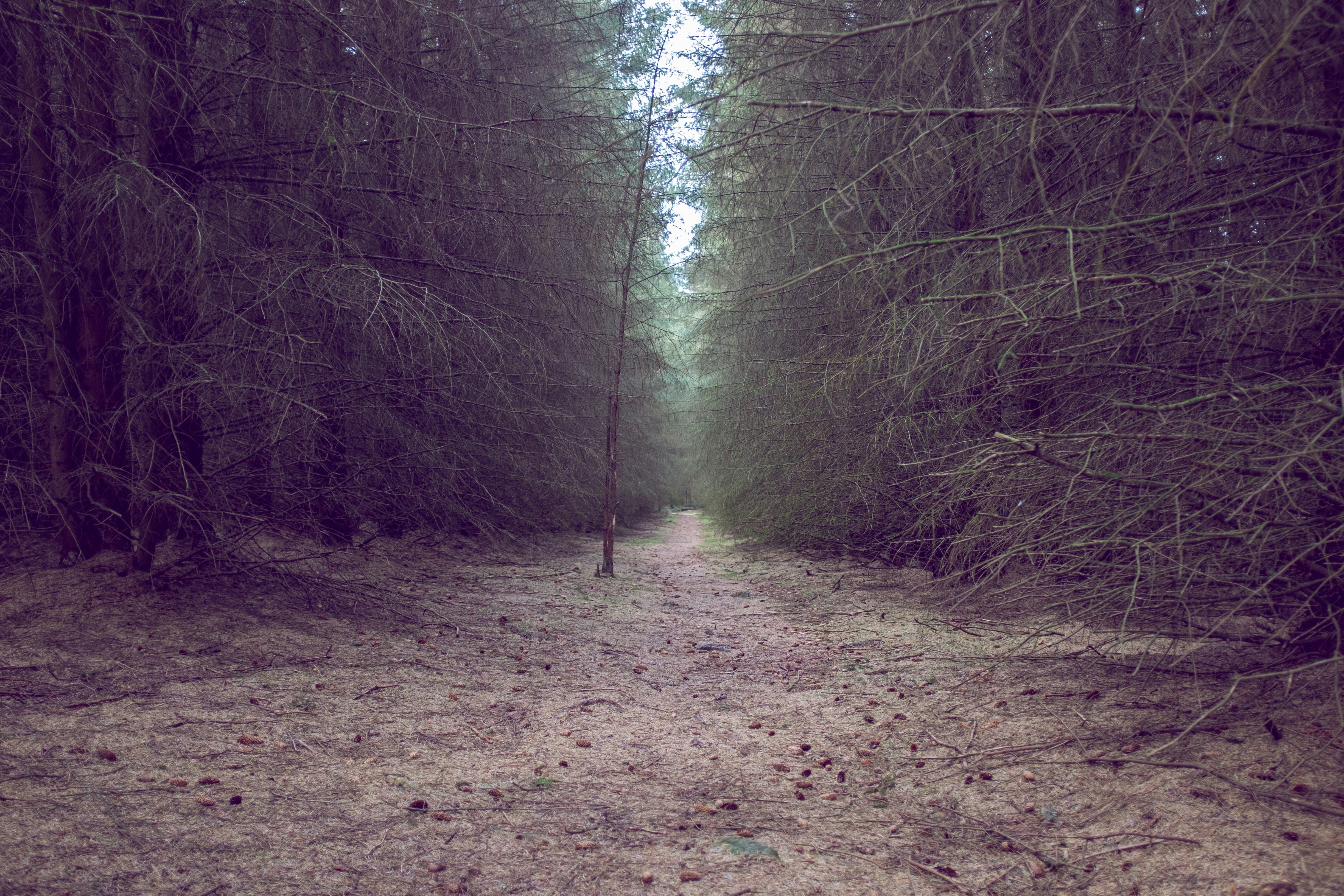 A dirt path leads through a dark forest.
