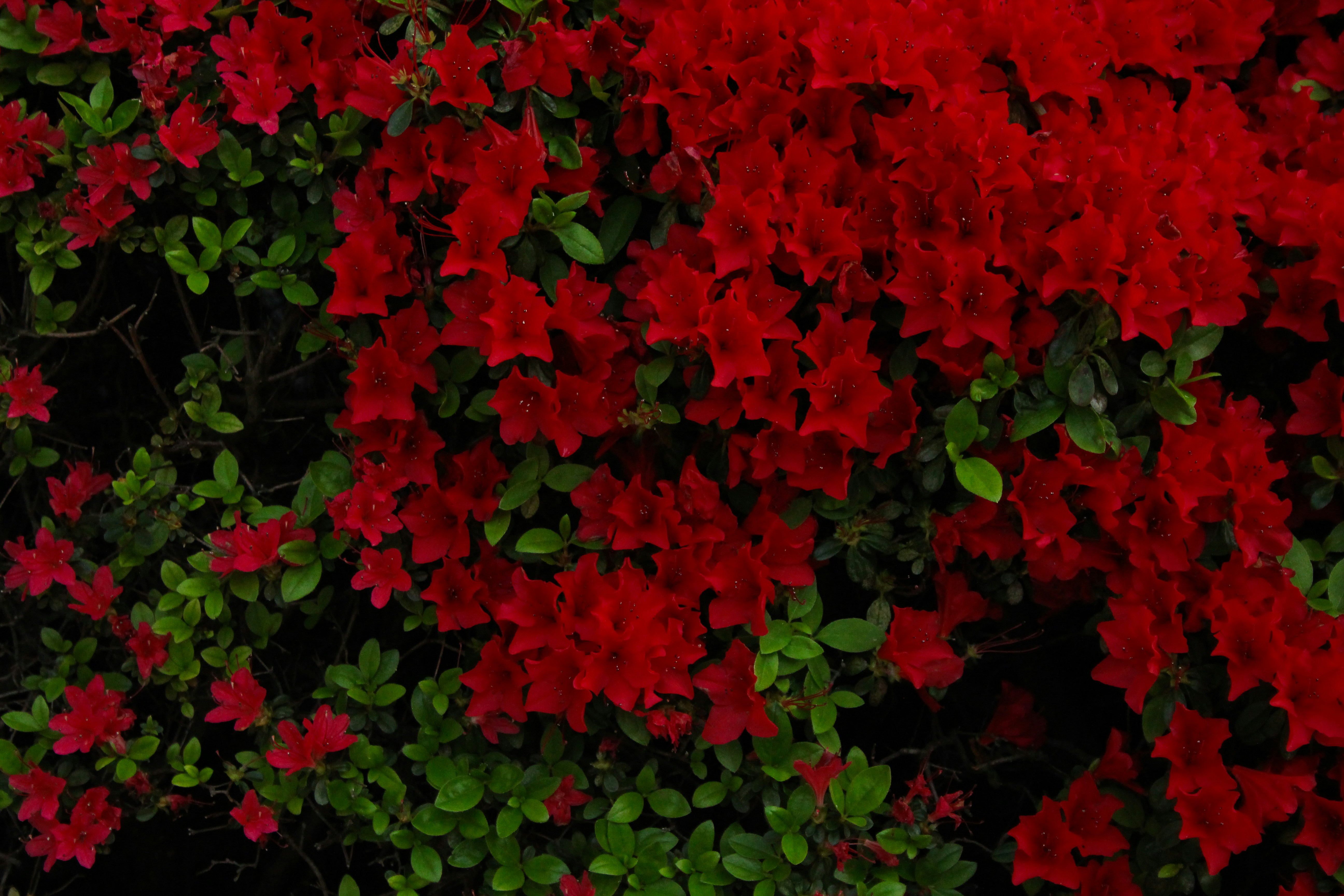 Photo by shimon_aoki