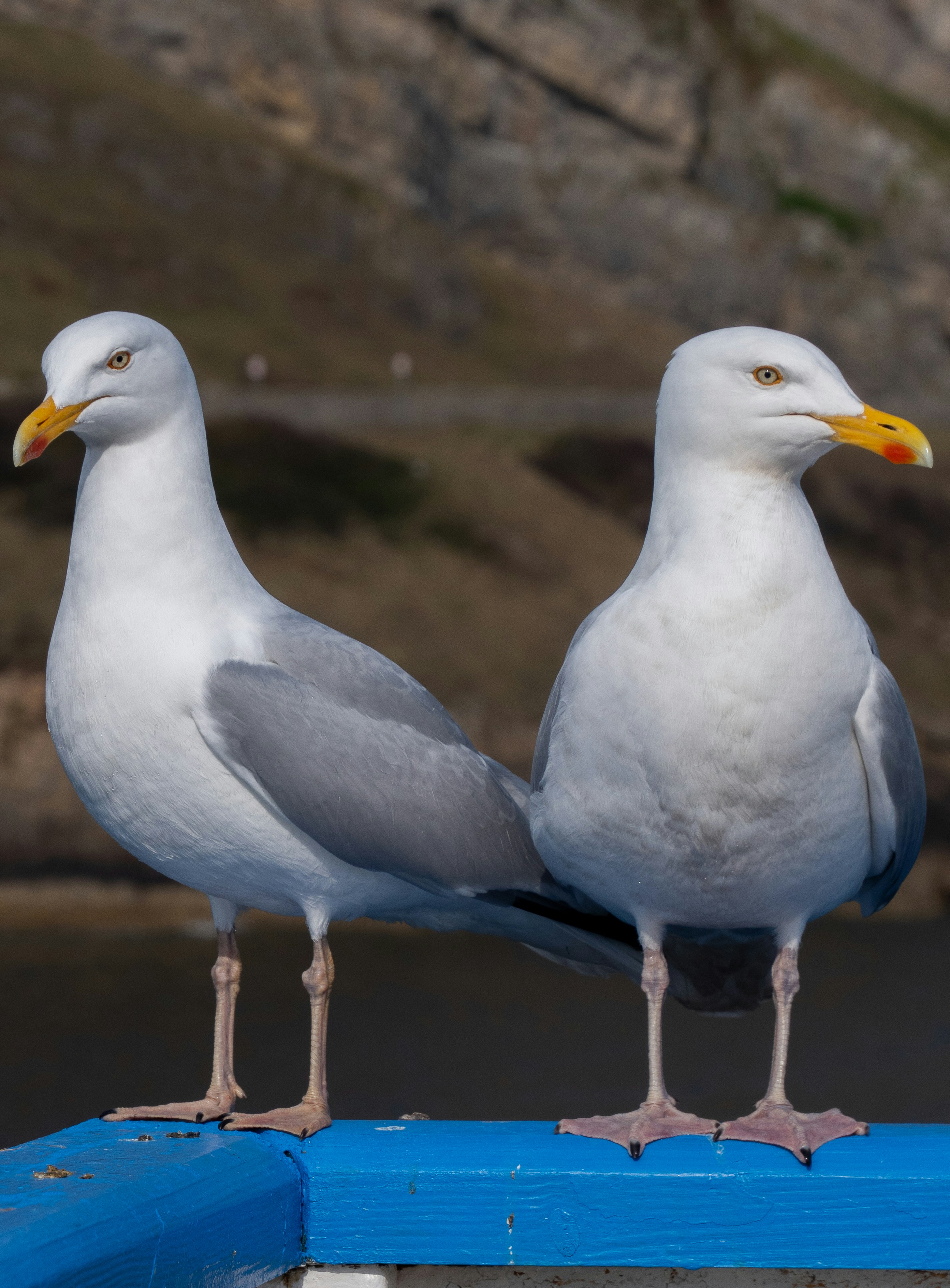 Photo by keal_the_camera_guy1