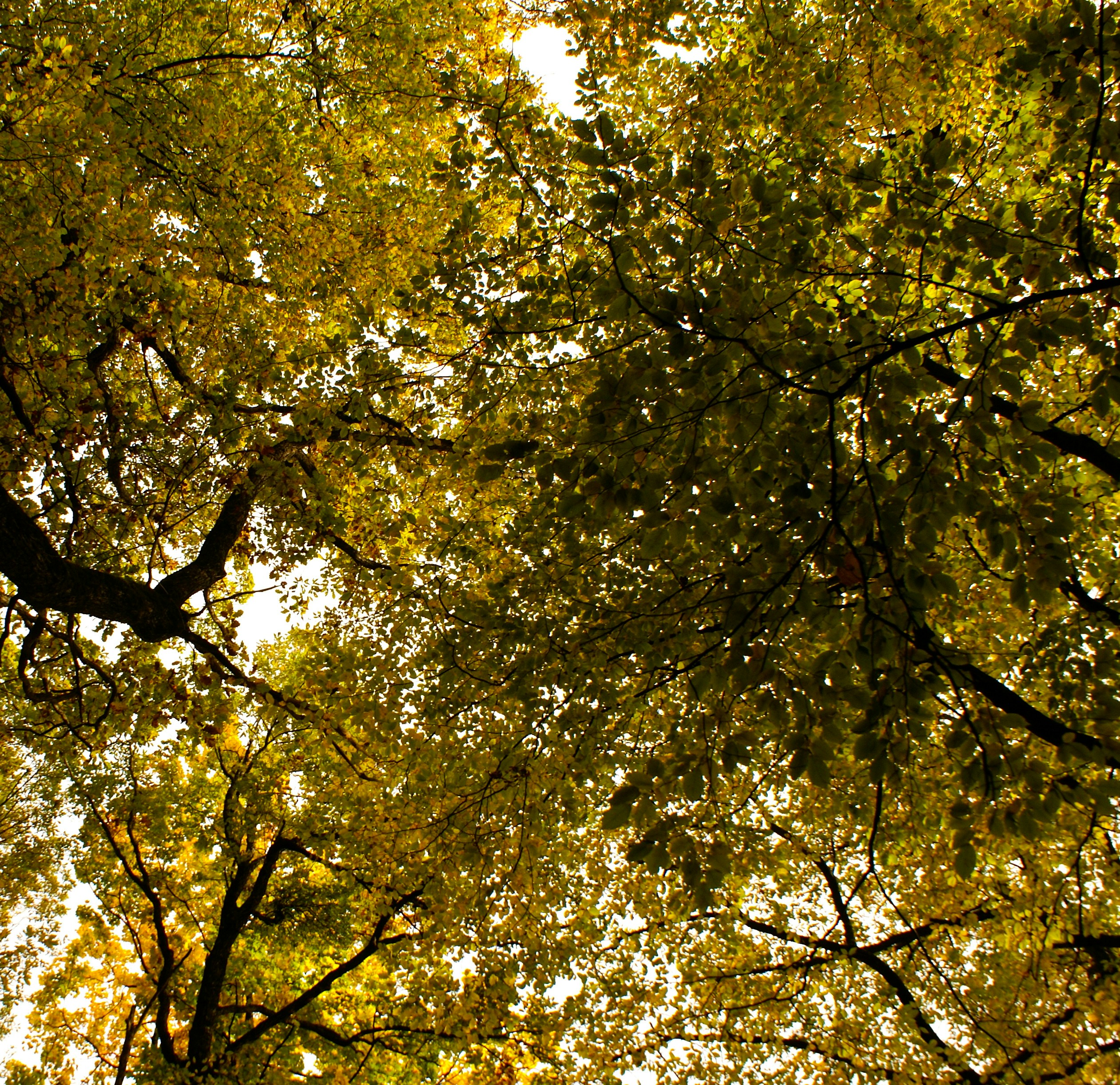 Looking up at a tree's vibrant leaves.