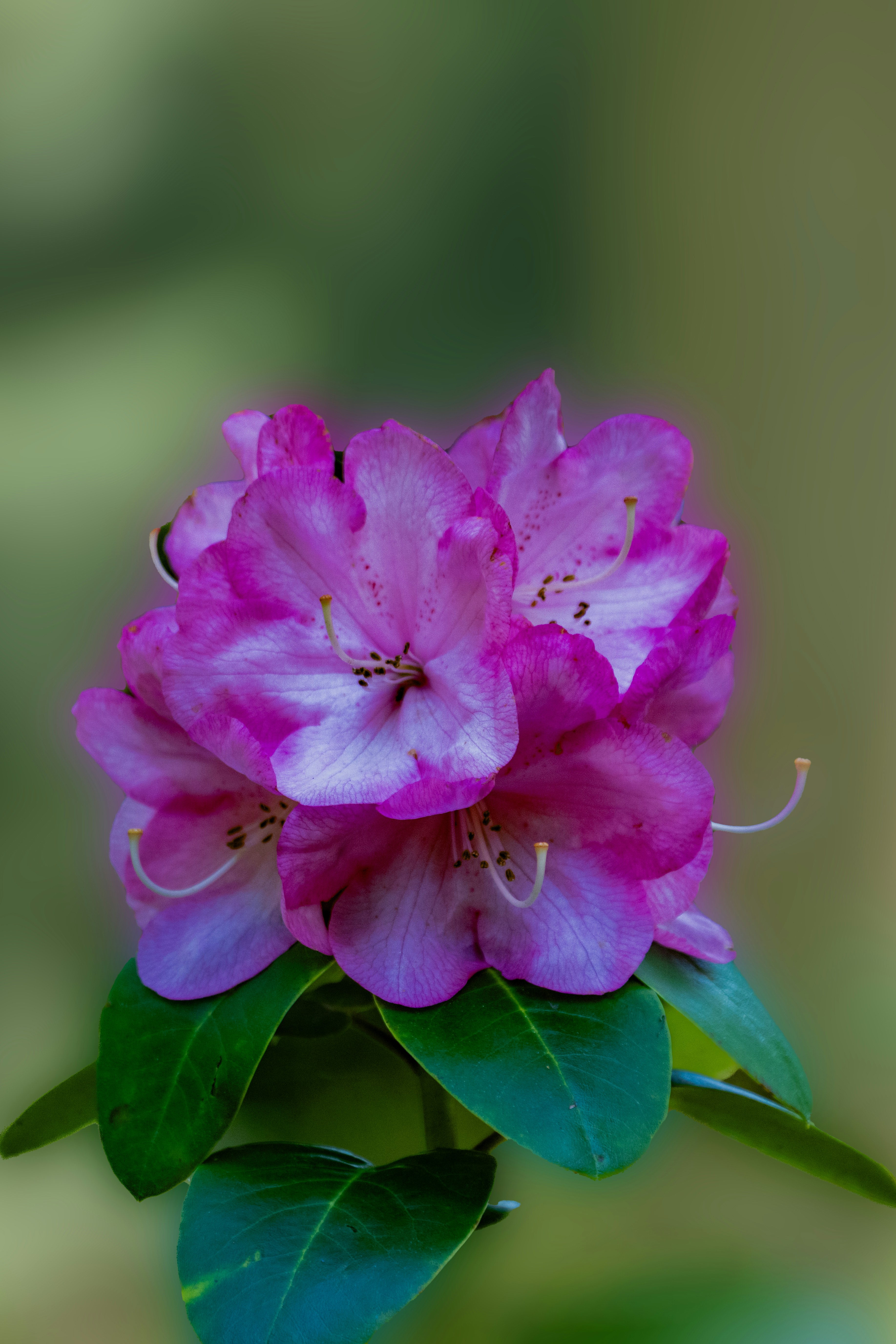 Photo by siegfriedpoepperl