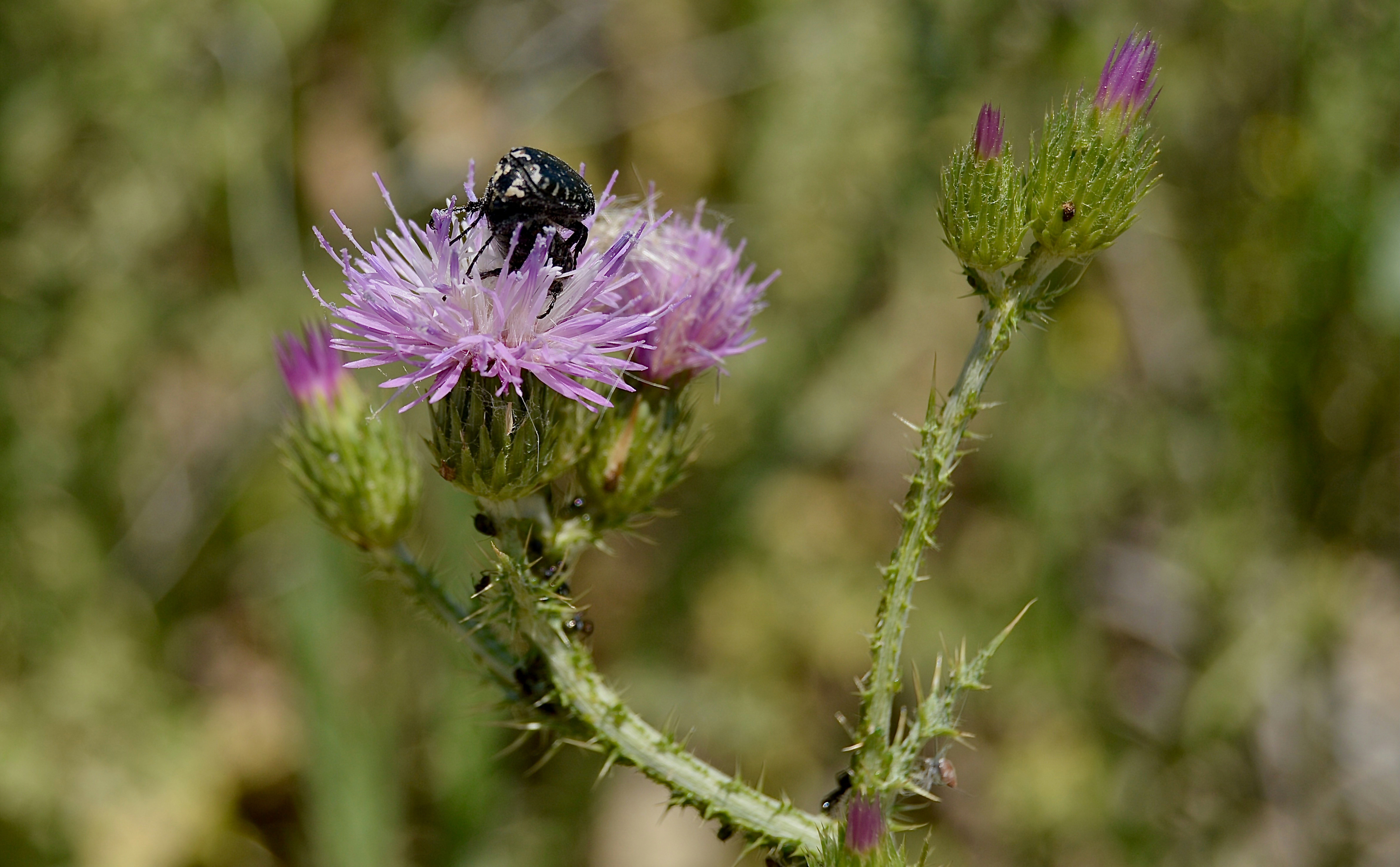 Photo by antoniozarza