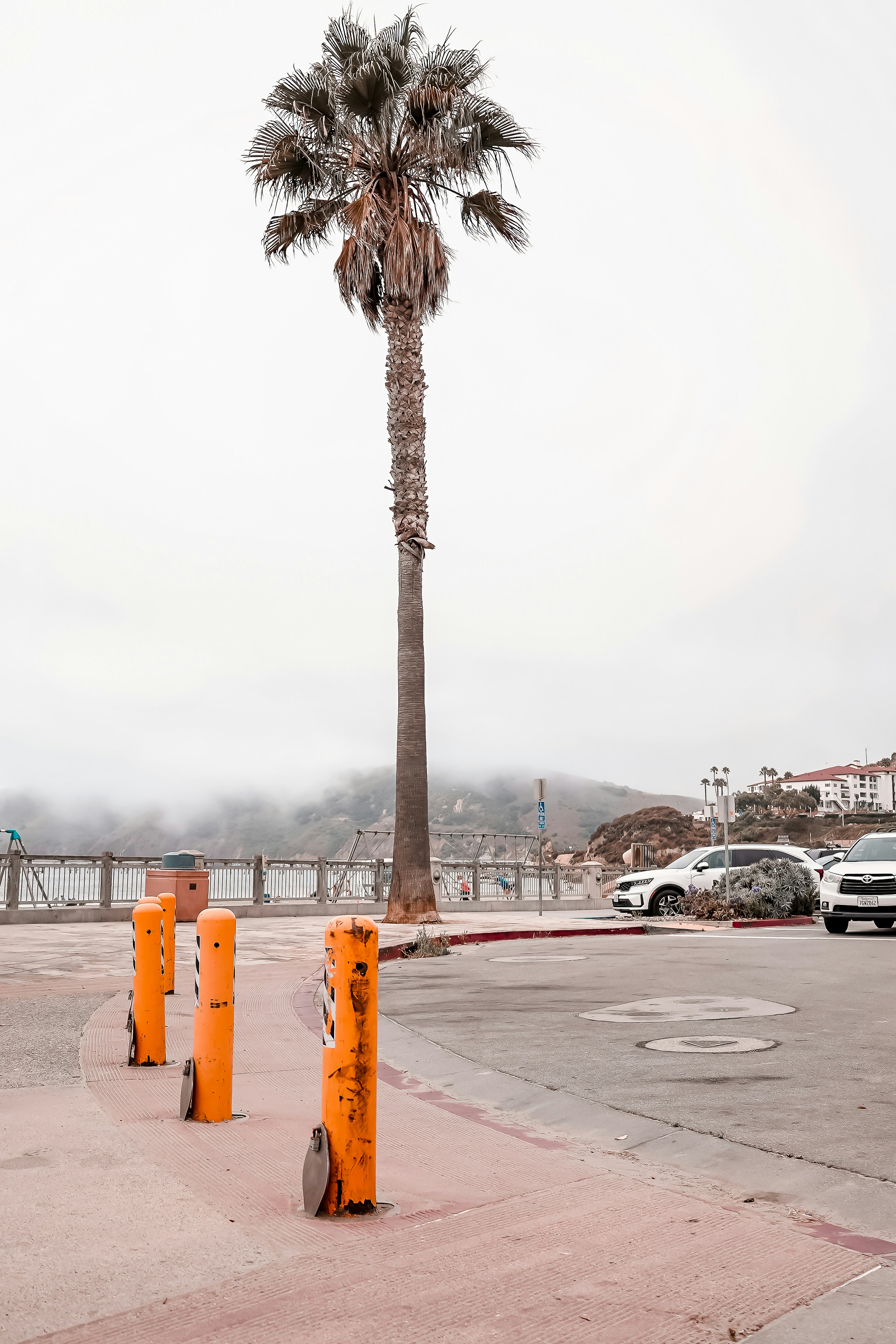 Una alta palmera se encuentra junto al océano.