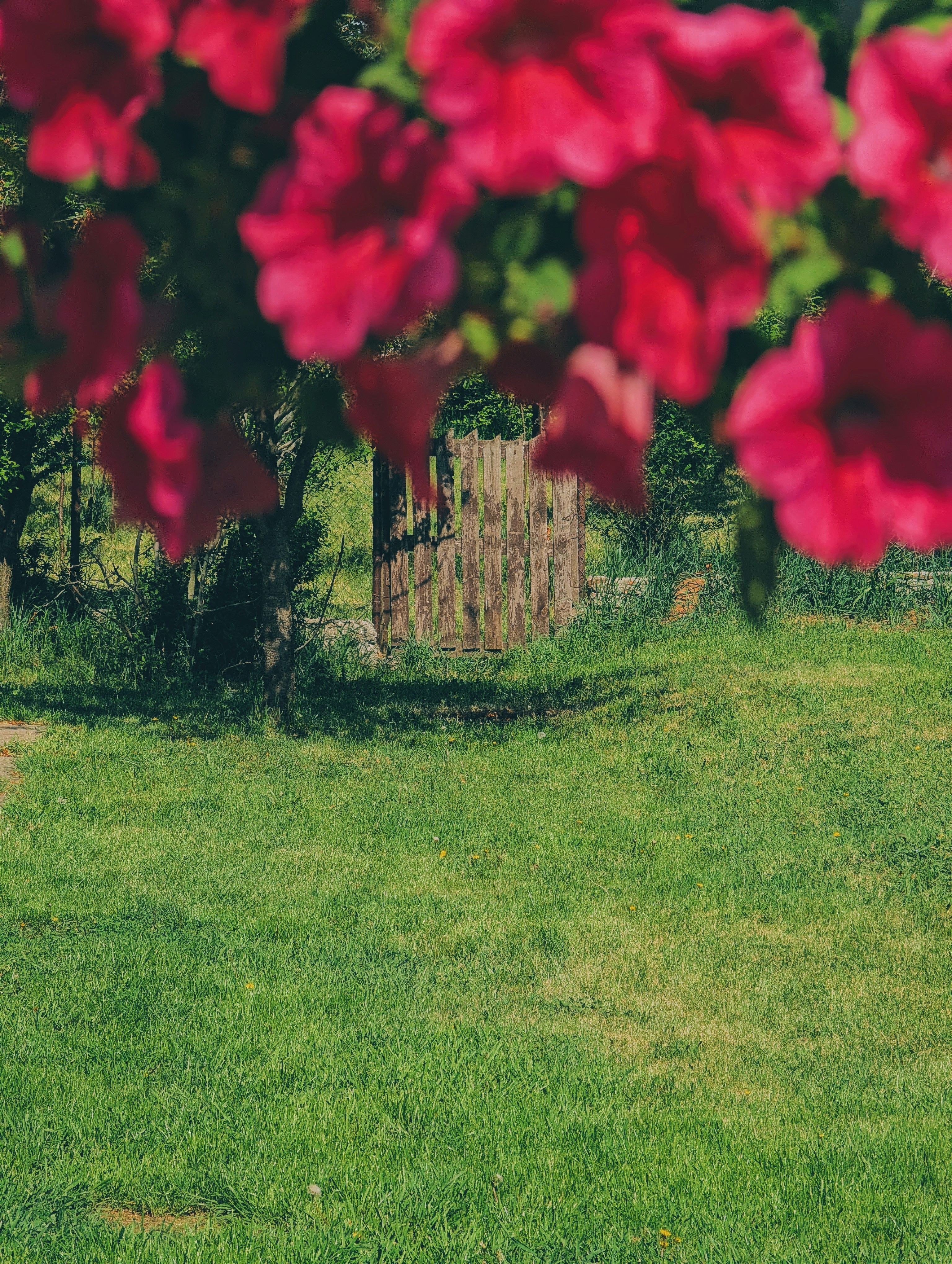 Flores cor-de-rosa brilhantes emolduram um portão de madeira em um campo verde.