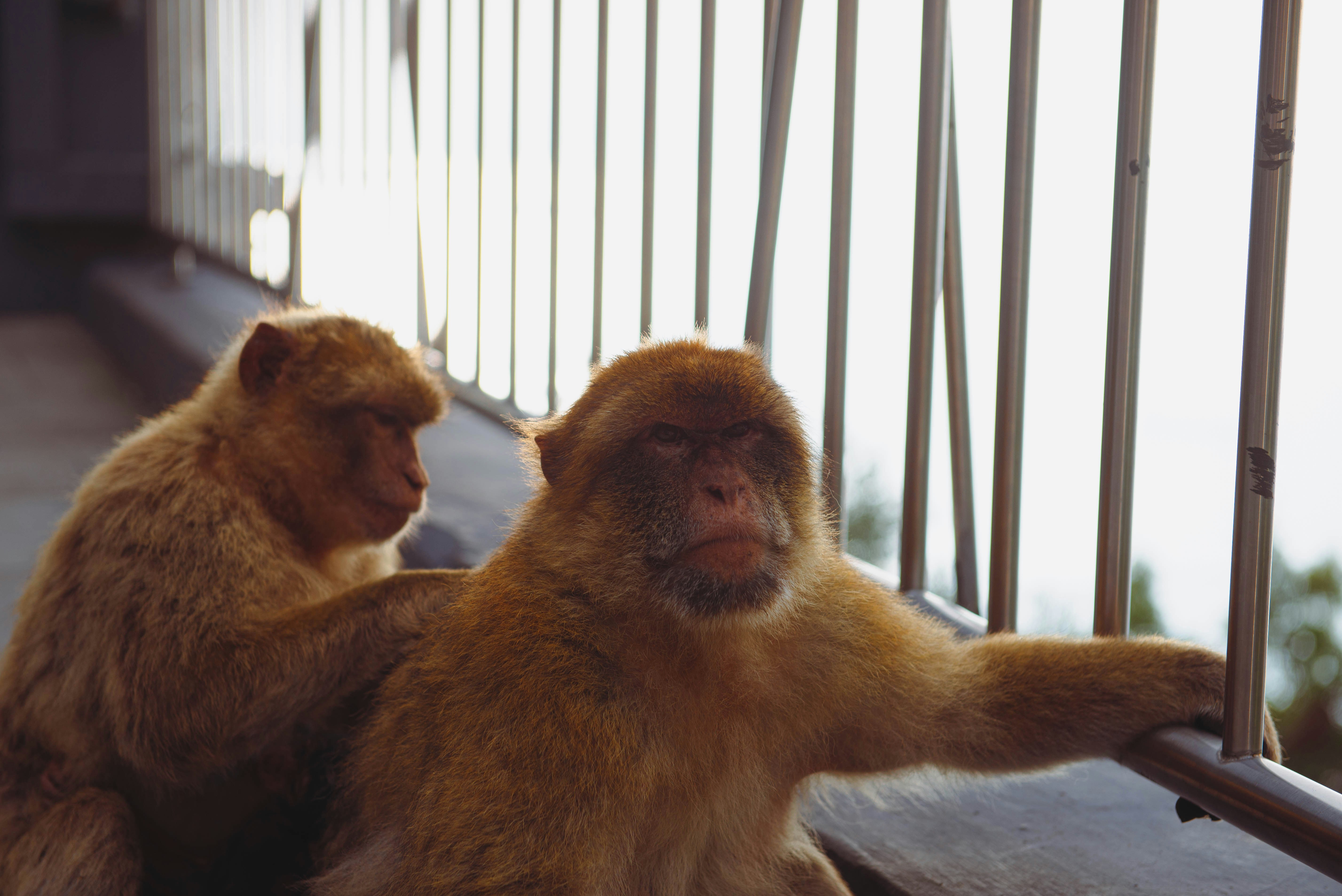 Monkeys relax near a metal railing. photo – Free Image on Unsplash