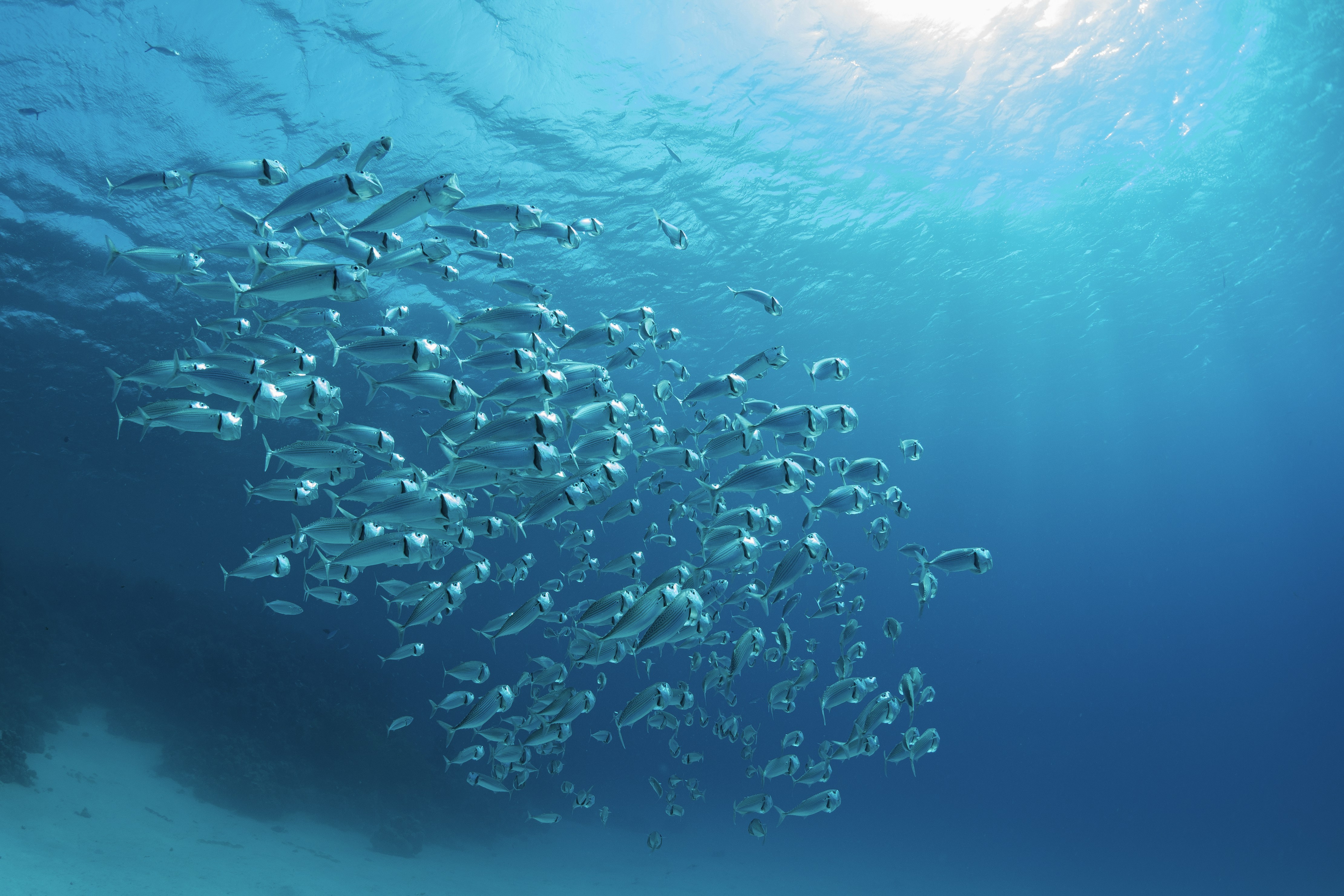 Photo by pascalvendel