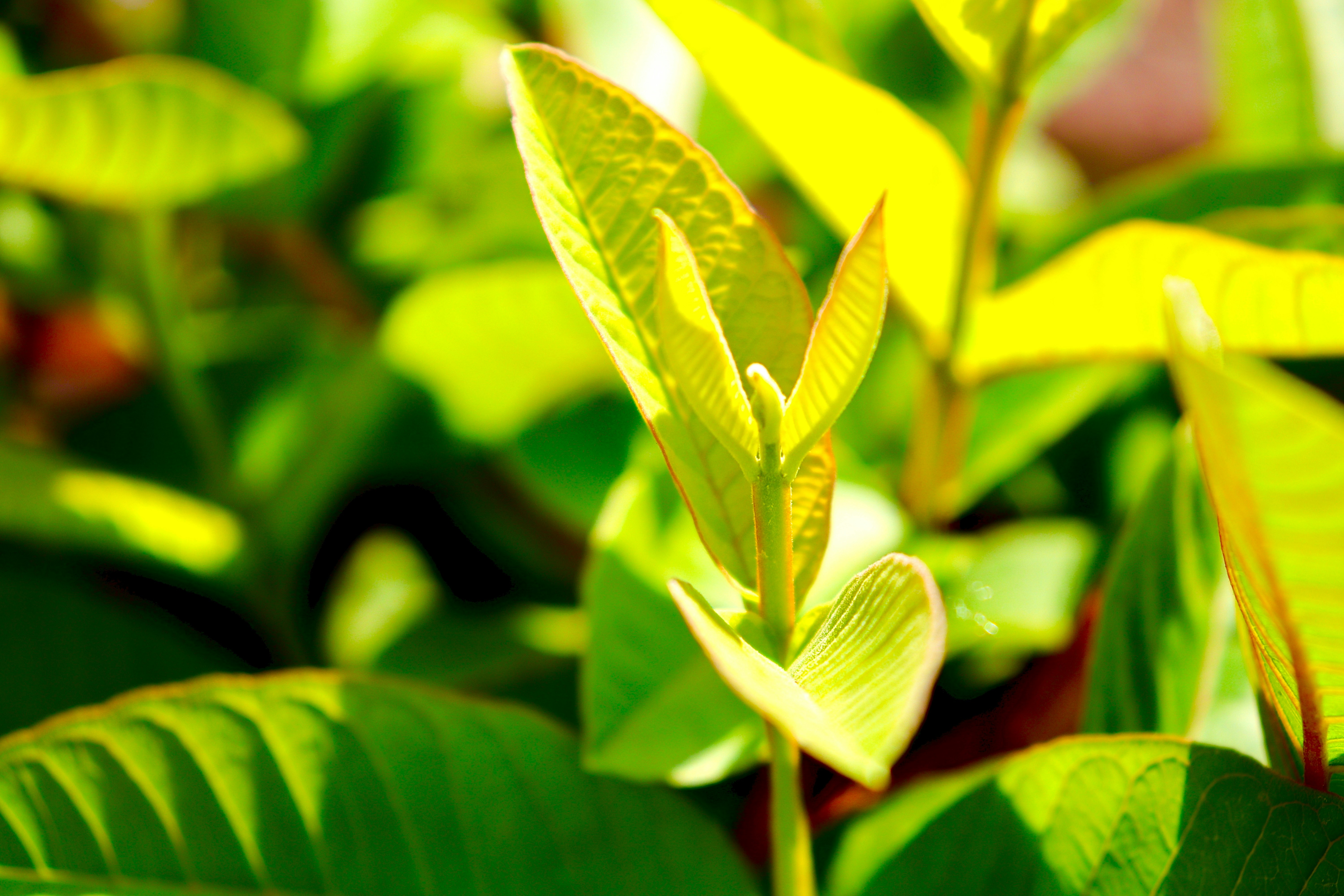 Why I Stopped Recommending Green Tea Extract to Everyone (And Who Should Actually Take It)
