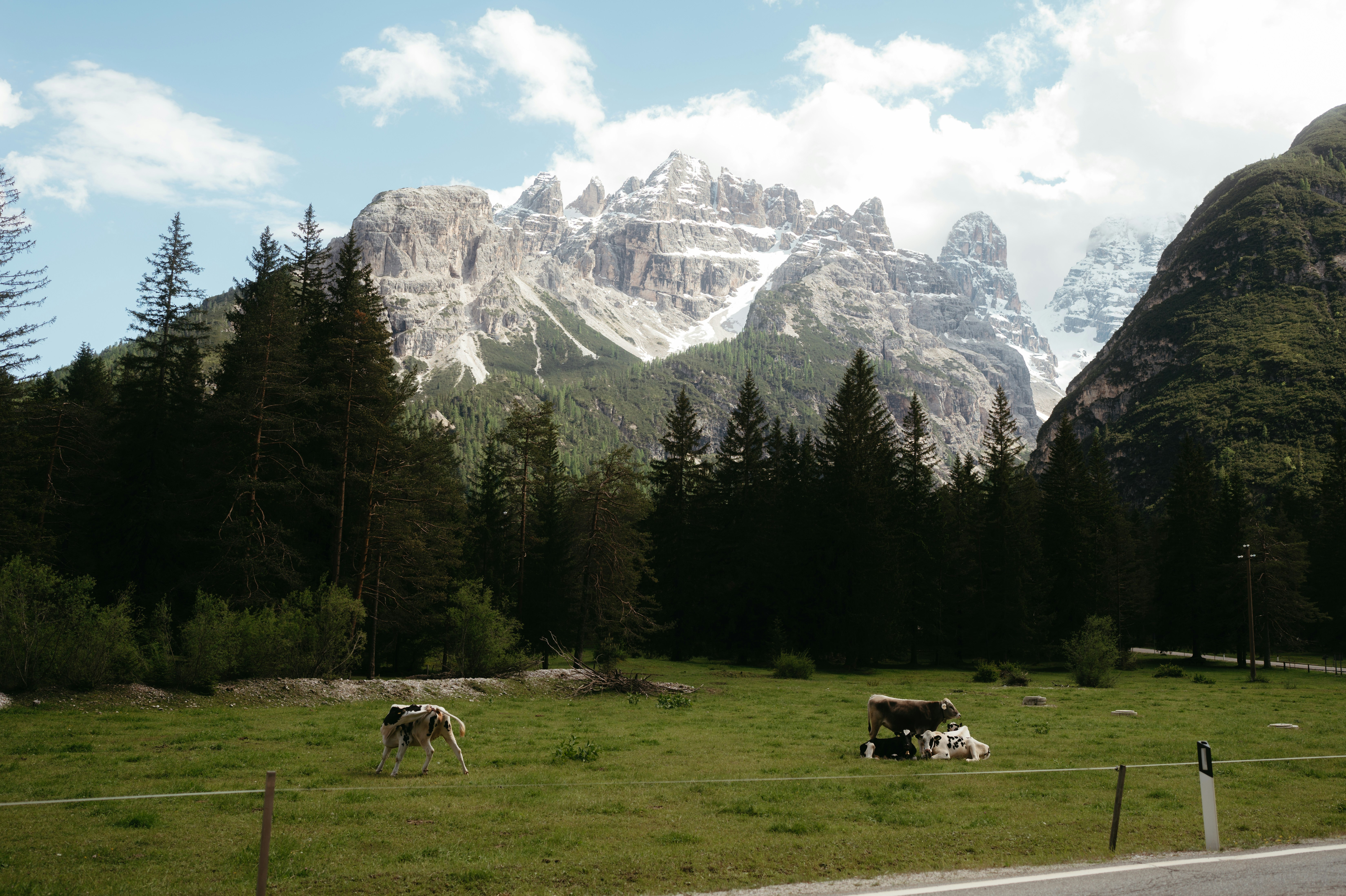 Las montañas se elevan sobre un campo verde y un bosque.