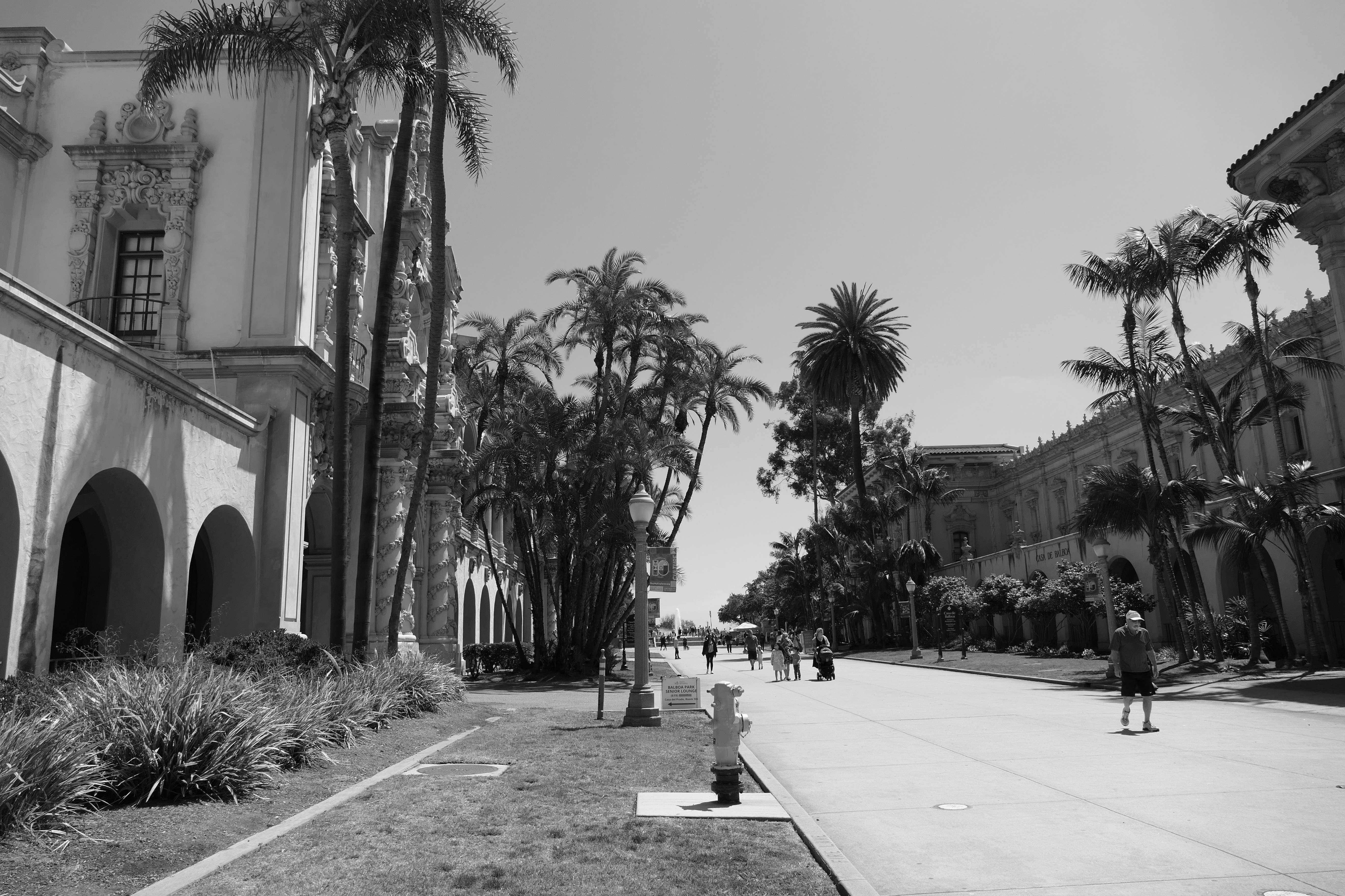 Palm trees line a street with buildings.