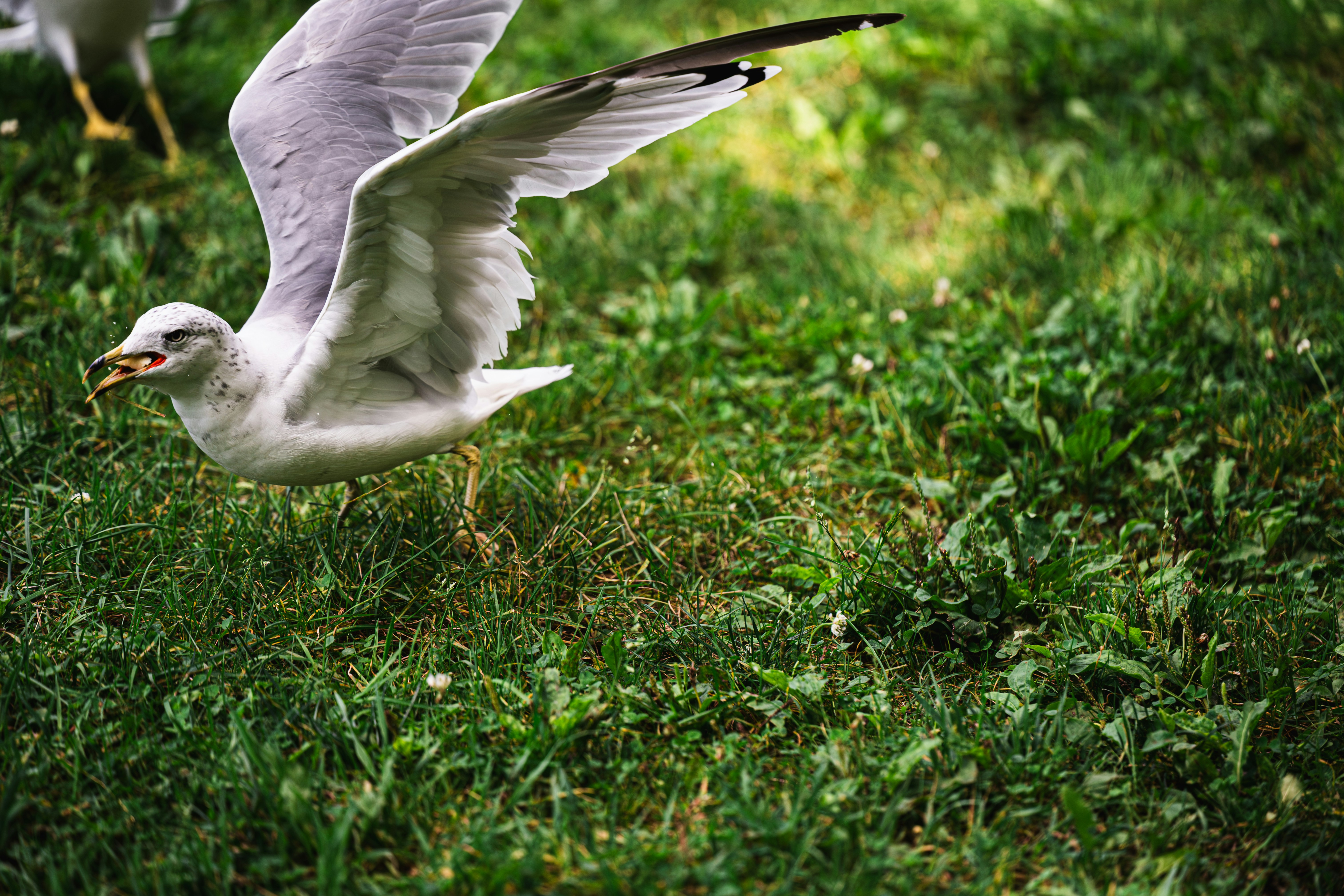 A seagull soars over green grass.