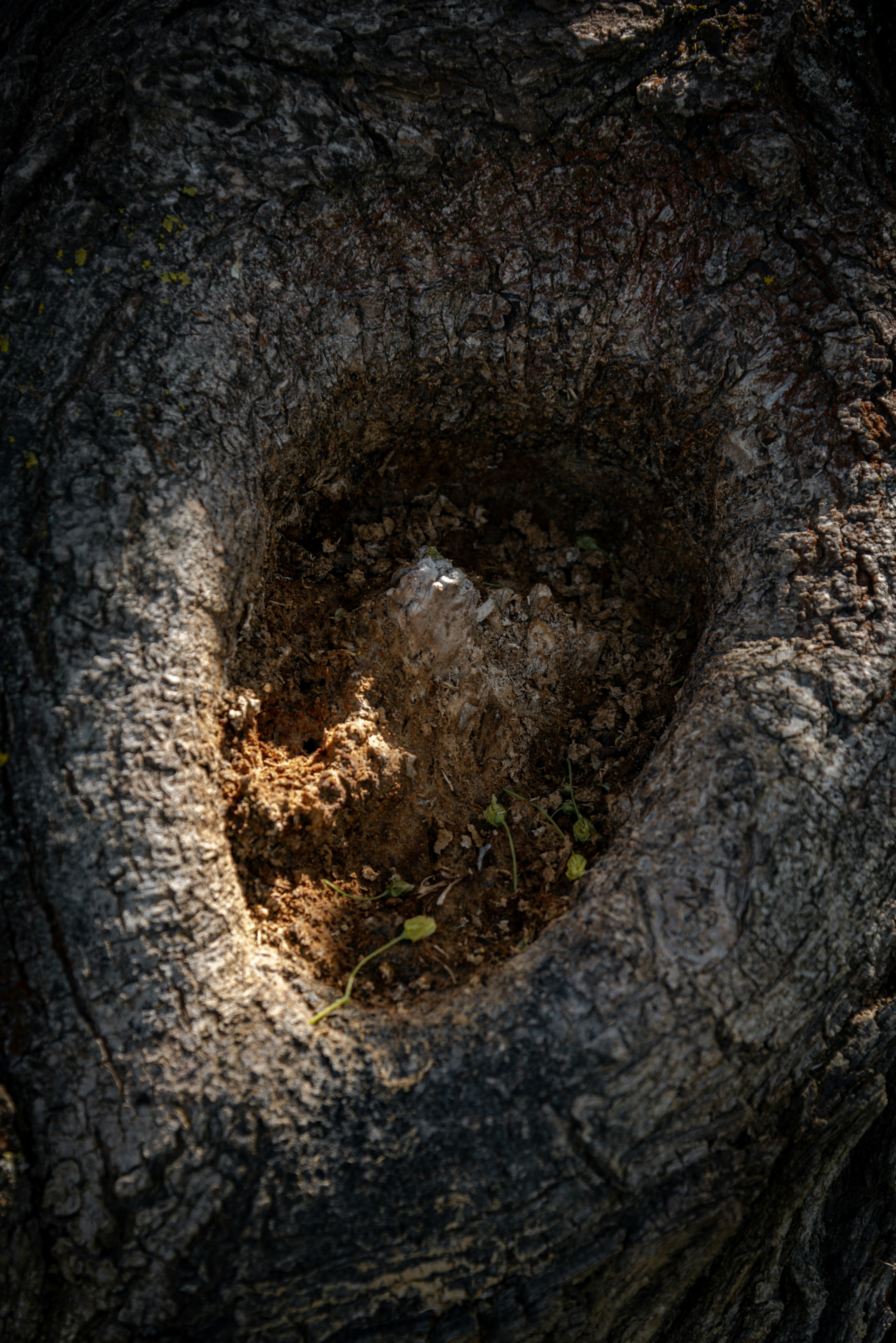 A hole inside a tree's trunk.