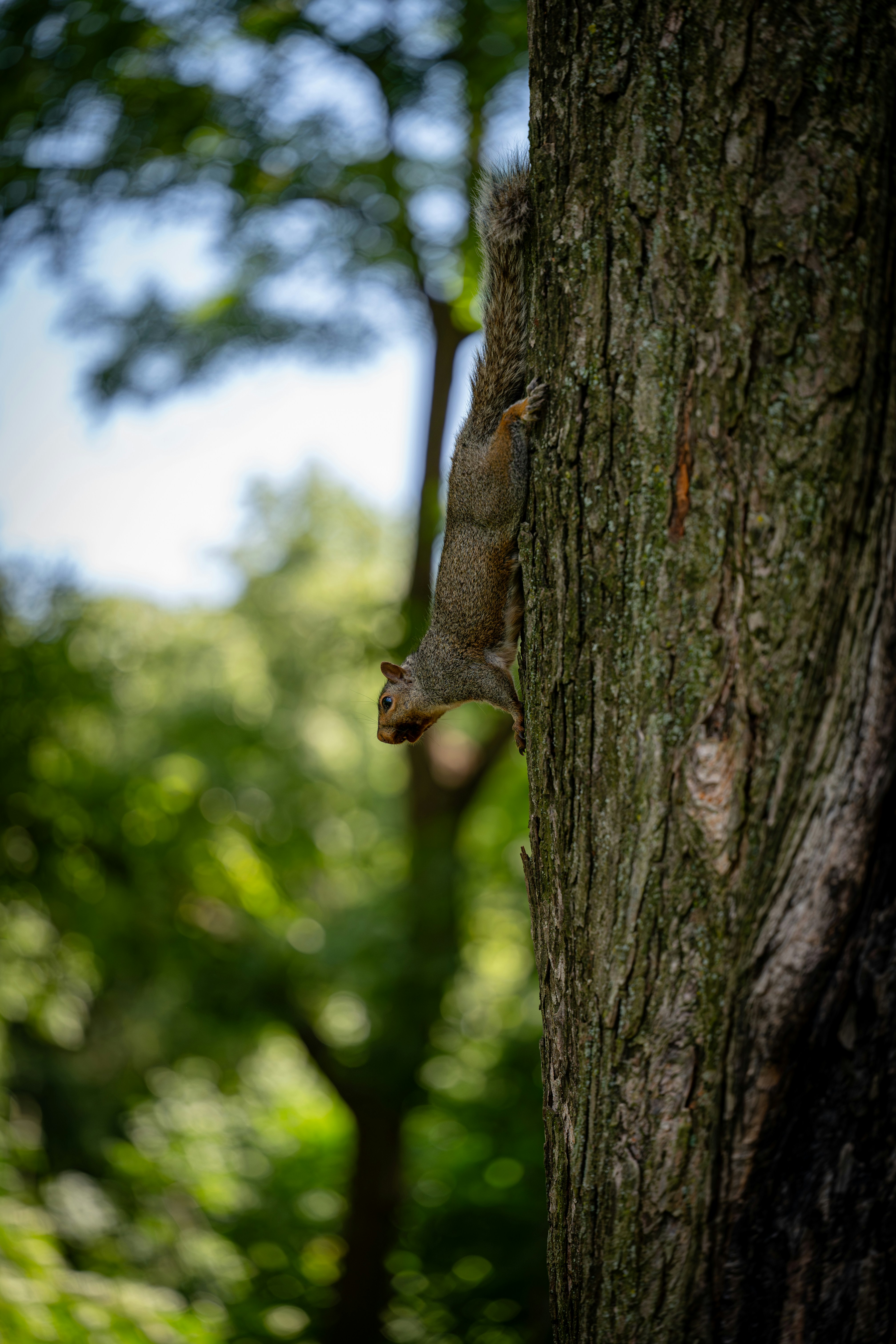 Squirrel clings to a tree.