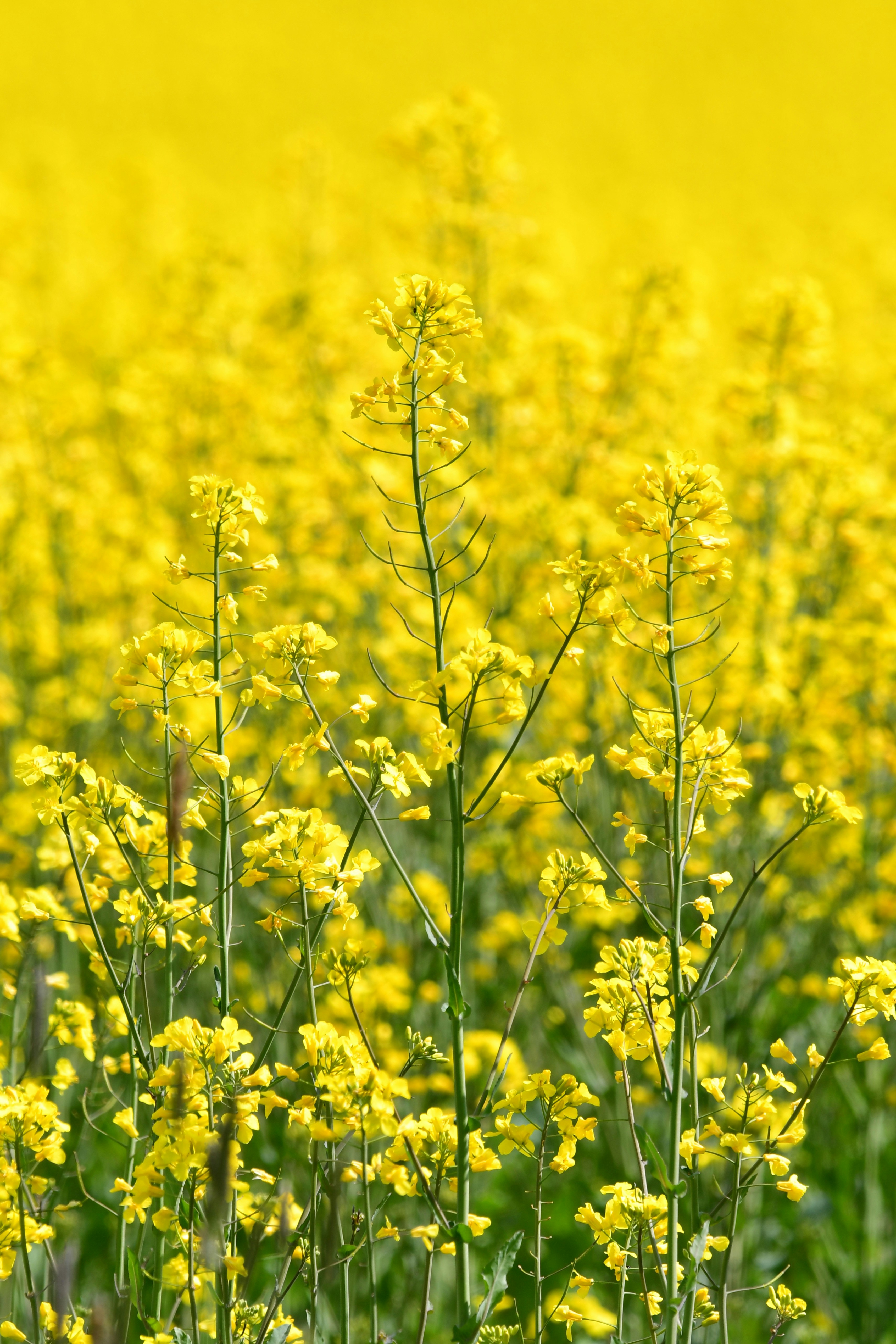 Photo by pedrino5_official