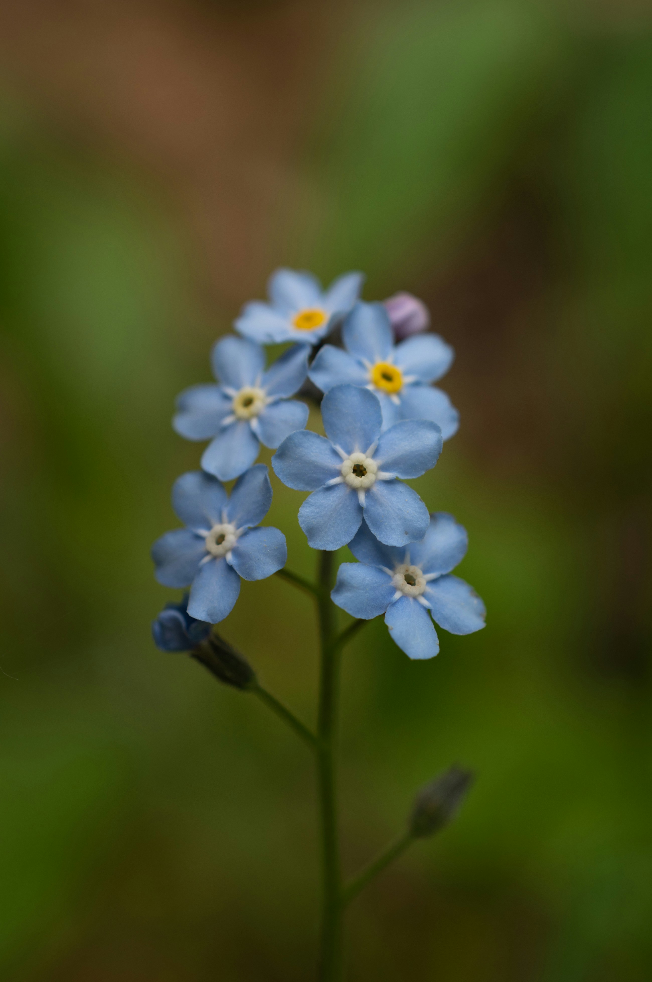 Photo by vjeblackbirdlion