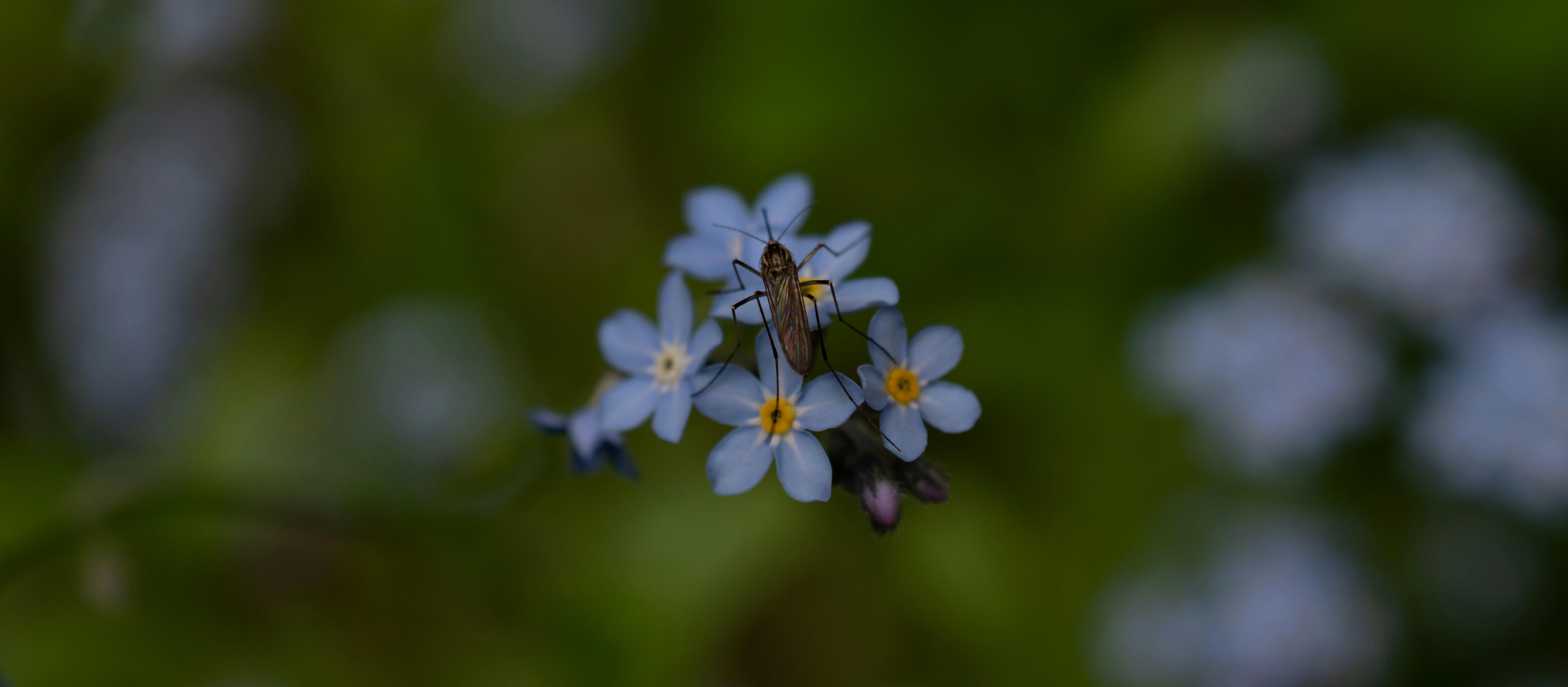 Photo by vjeblackbirdlion