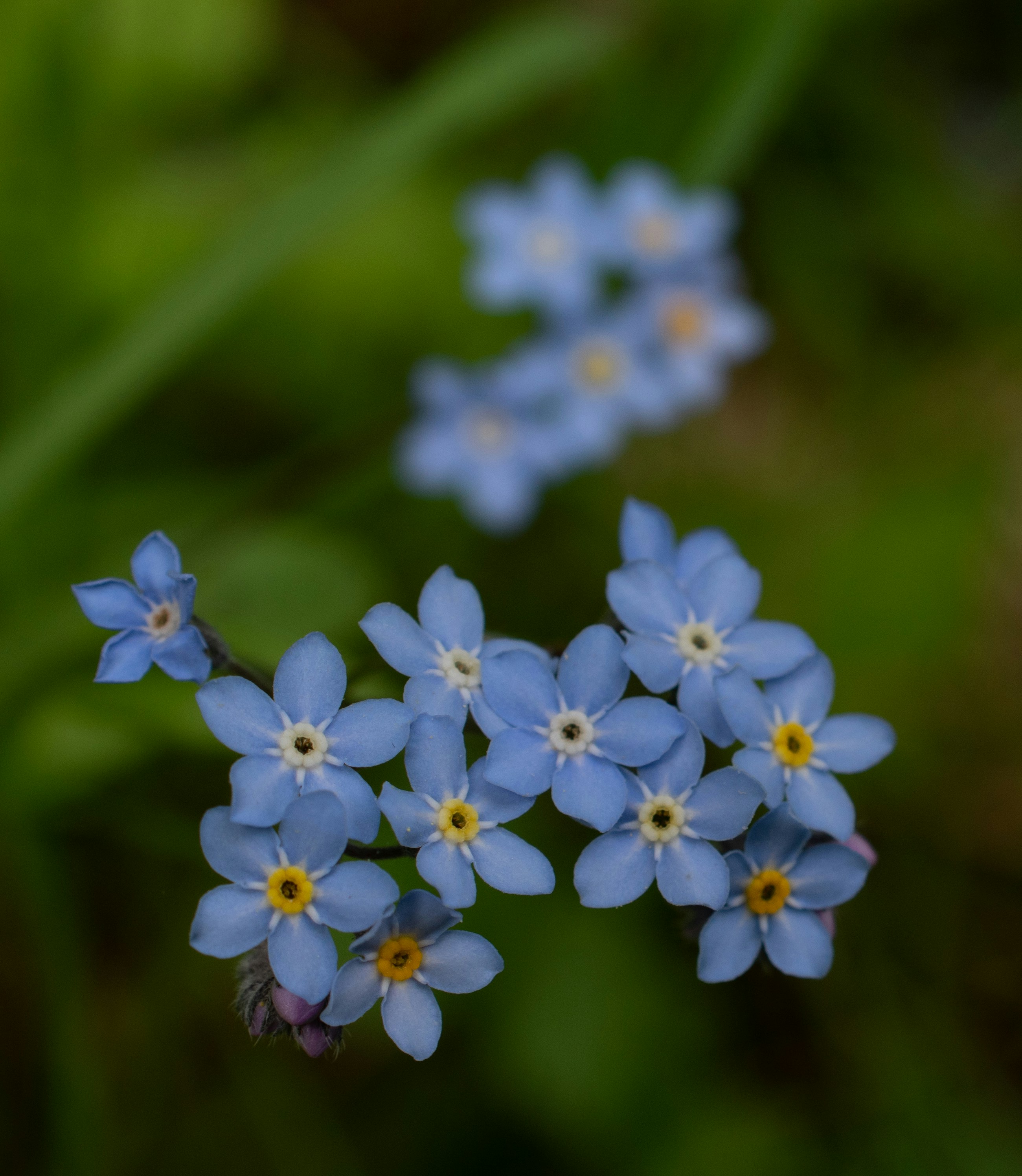 Photo by vjeblackbirdlion