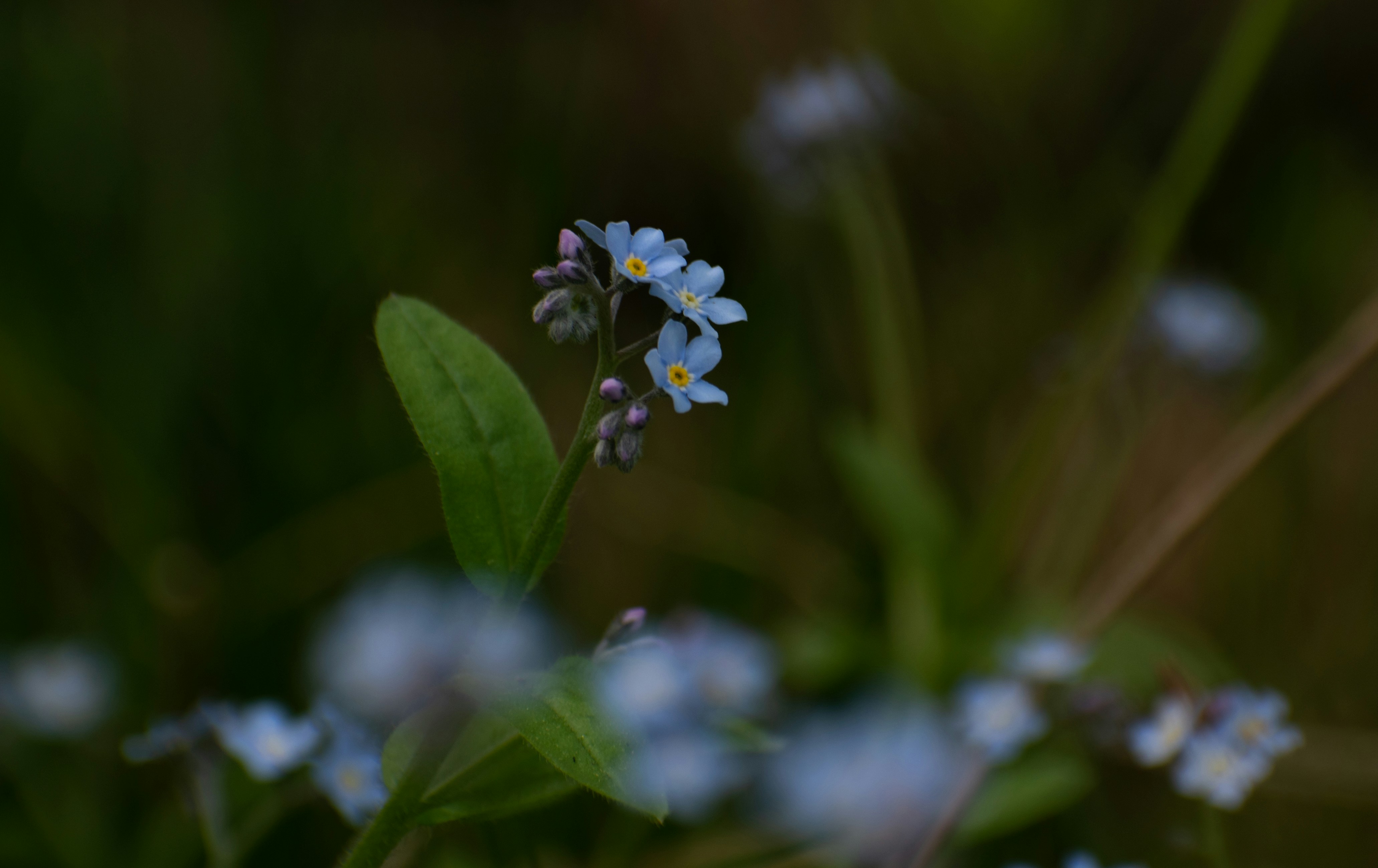 Photo by vjeblackbirdlion