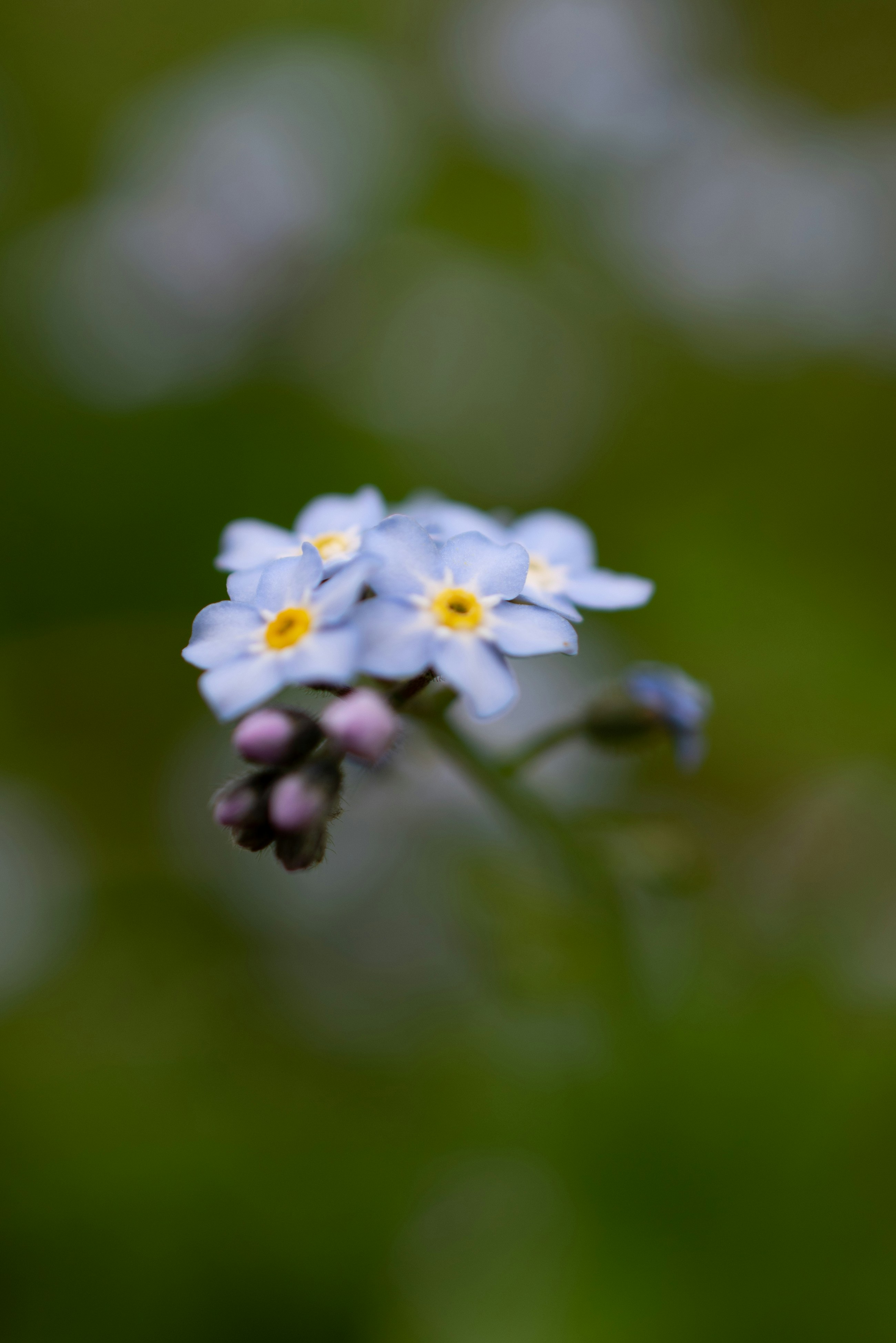 Photo by vjeblackbirdlion